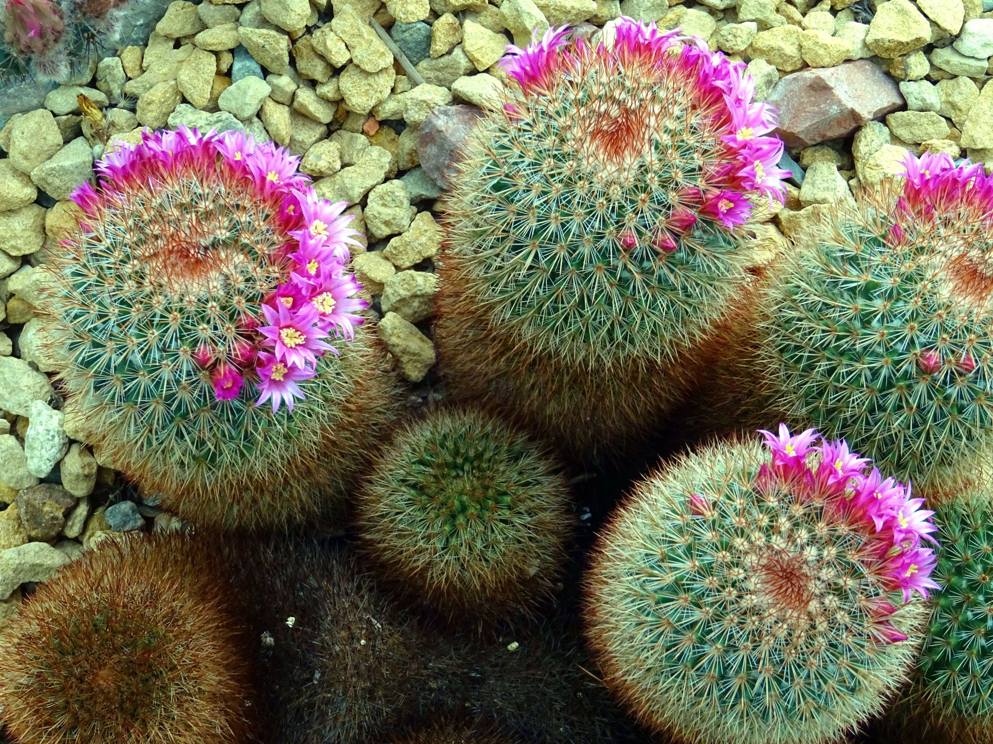 beautiful, barrel cactus, cactus, 4K, spike, high angle view, color, flora, garden, flowering plant, exotic, botanical, growth, field, spine, sharp, plant, HD Wallpaper