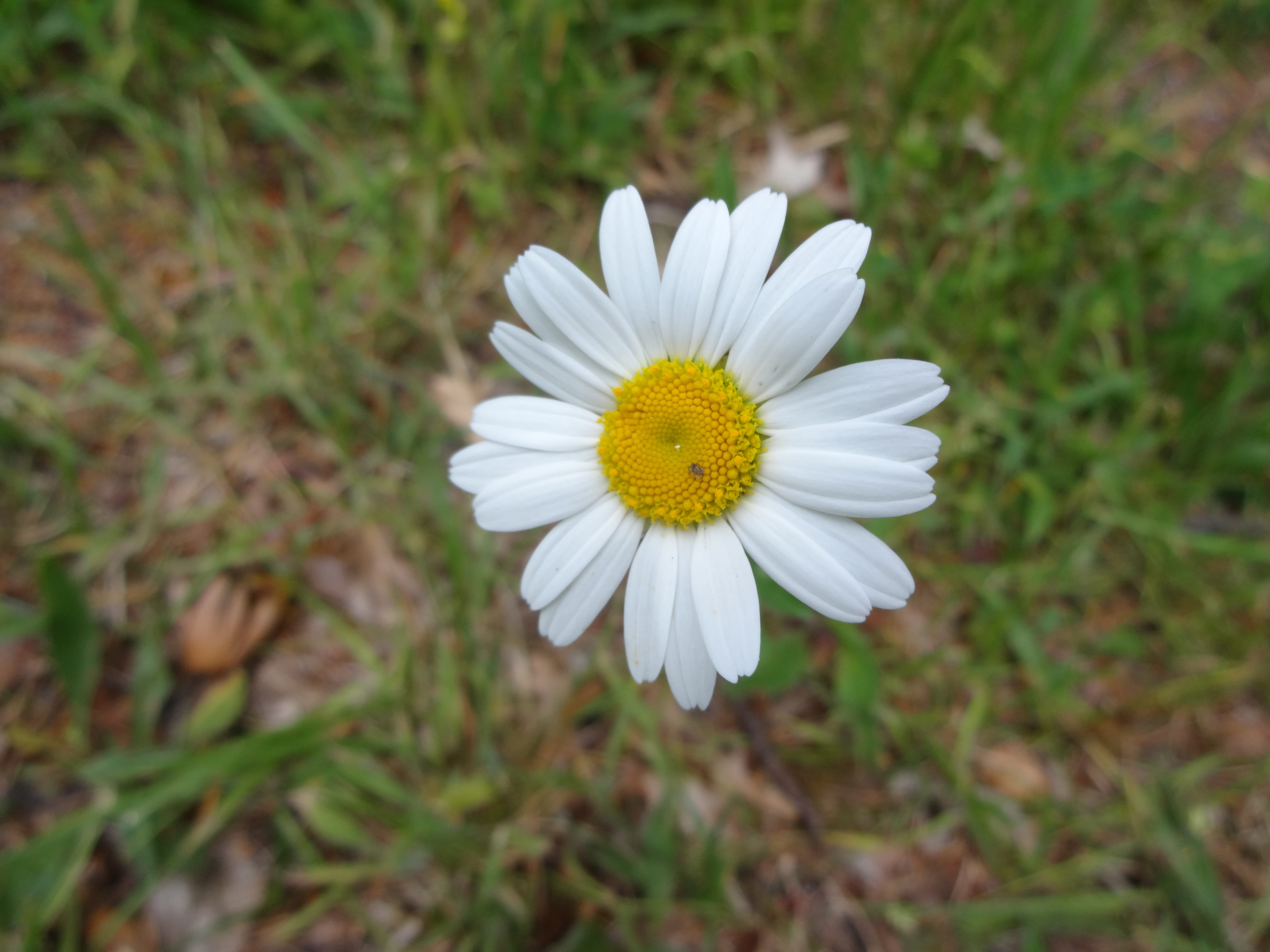 close-up, land, beauty in nature, bloom, freshness, margarétka, rast, vulnerability, outdoors, white flowers, focus on foreground, growth, flower head, HD Wallpaper