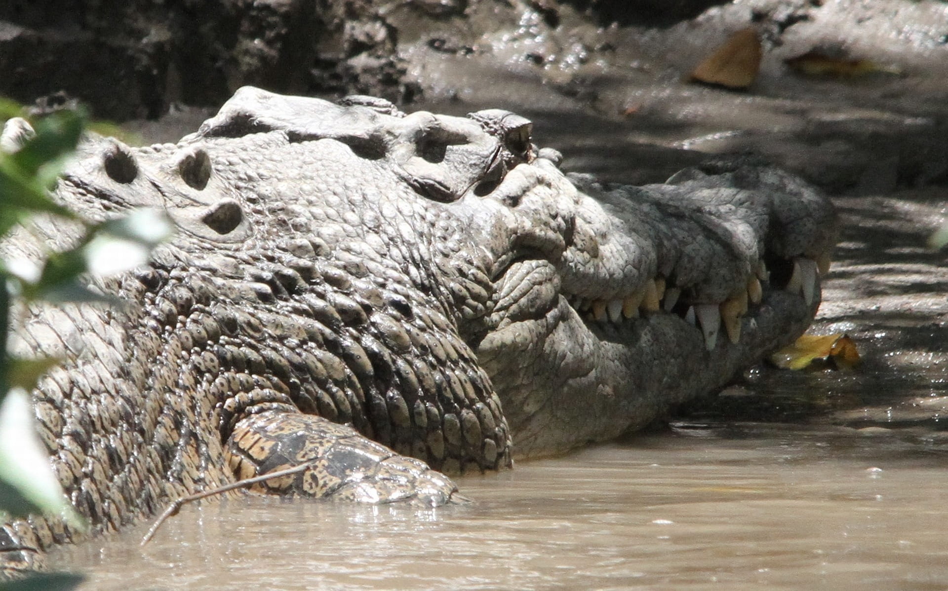 gold coast, day, animal wildlife, Tooth, australia, animal themes, 1080P, west australia, animal world, beauty in nature, waterfront, outdoors, Crocodile, HD Wallpaper