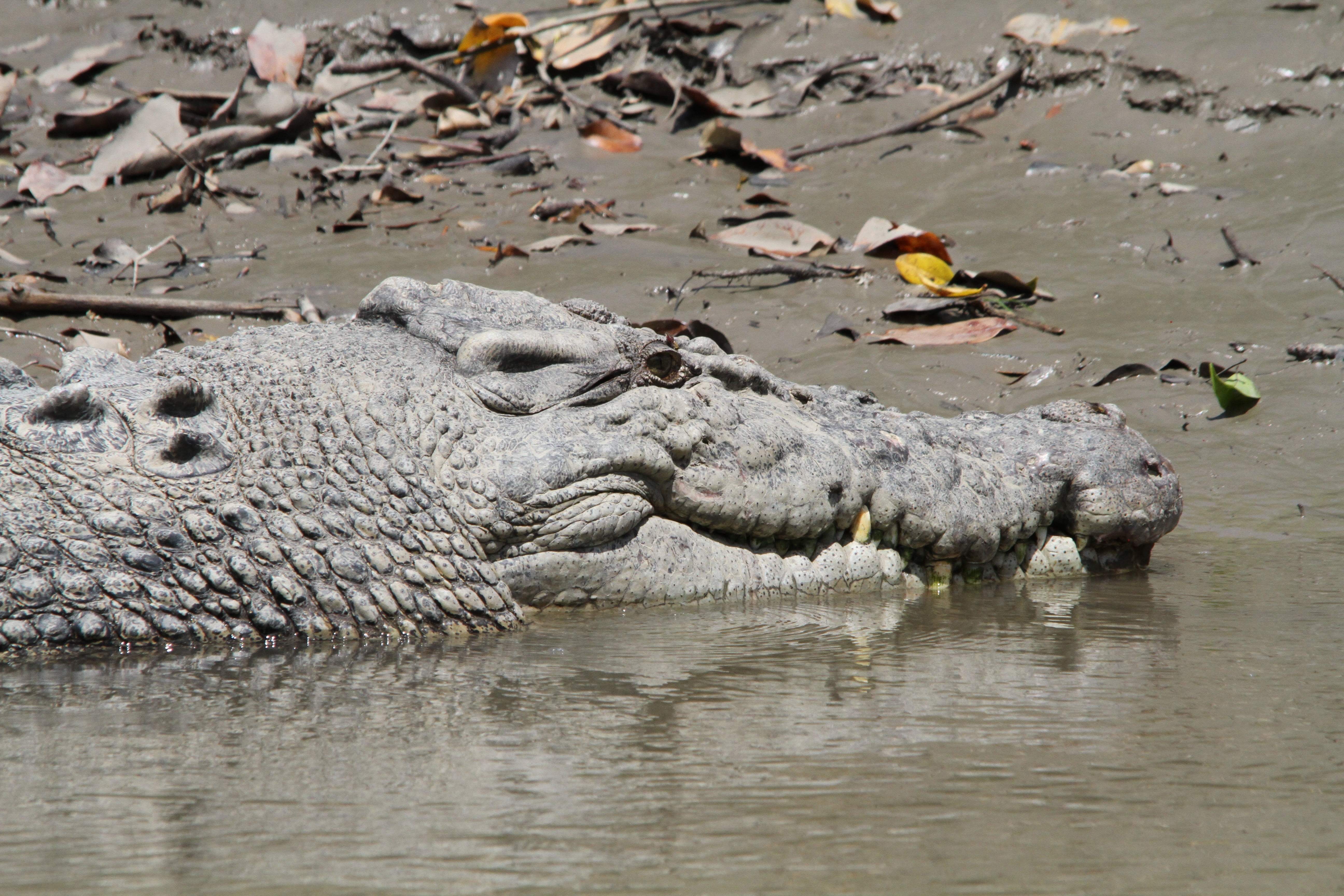 animal body part, alligator, spring, one animal, animals In The Wild, australia, sign, reptile, animal teeth, underwater, water, crocodile, warning sign, HD Wallpaper