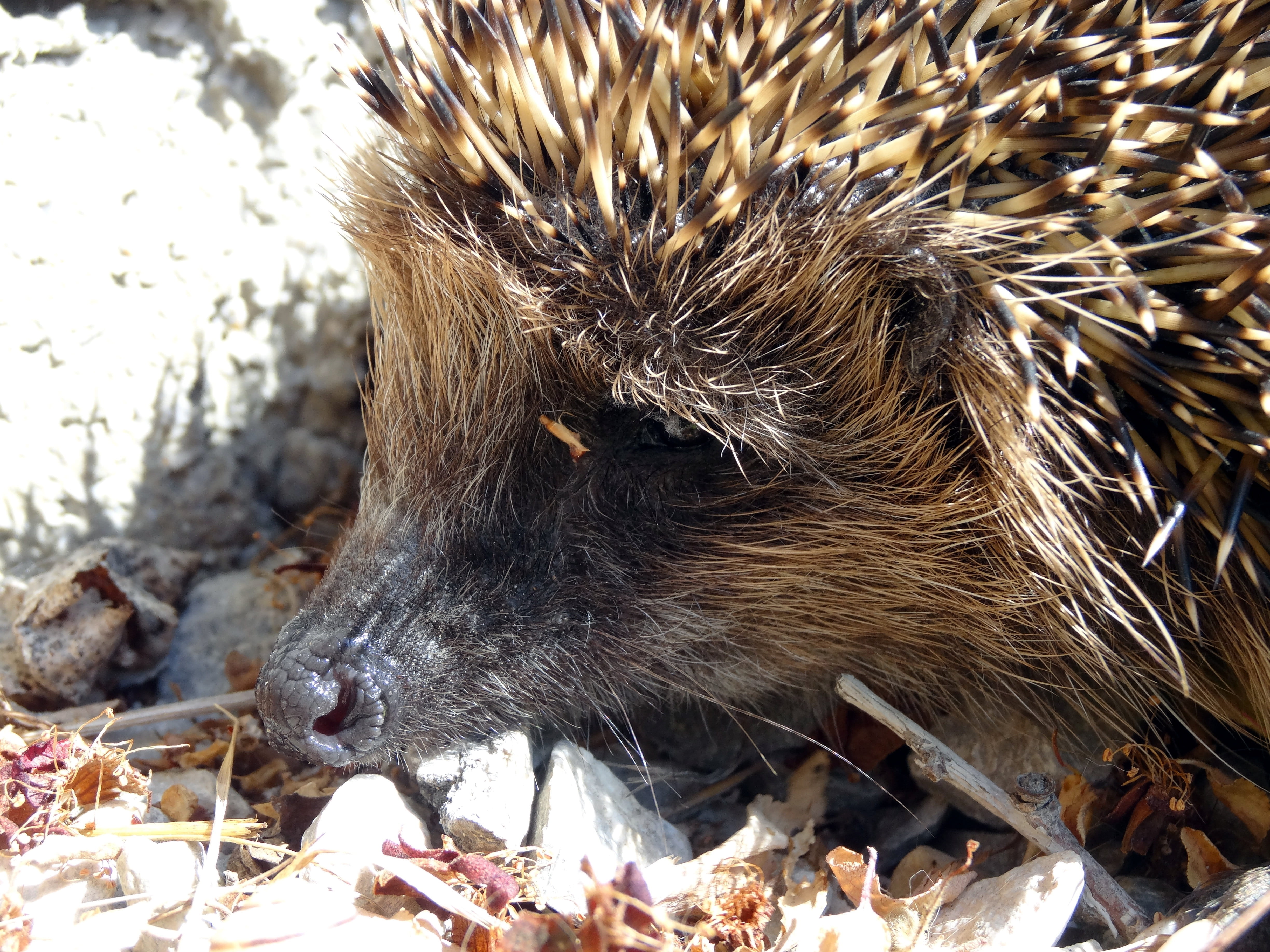 4K, animal wildlife, spur, nocturnal, west hedgehog, close-up, head, nose, animal, pets, animals in the wild, face, domestic, mammal, field, erinaceus, HD Wallpaper