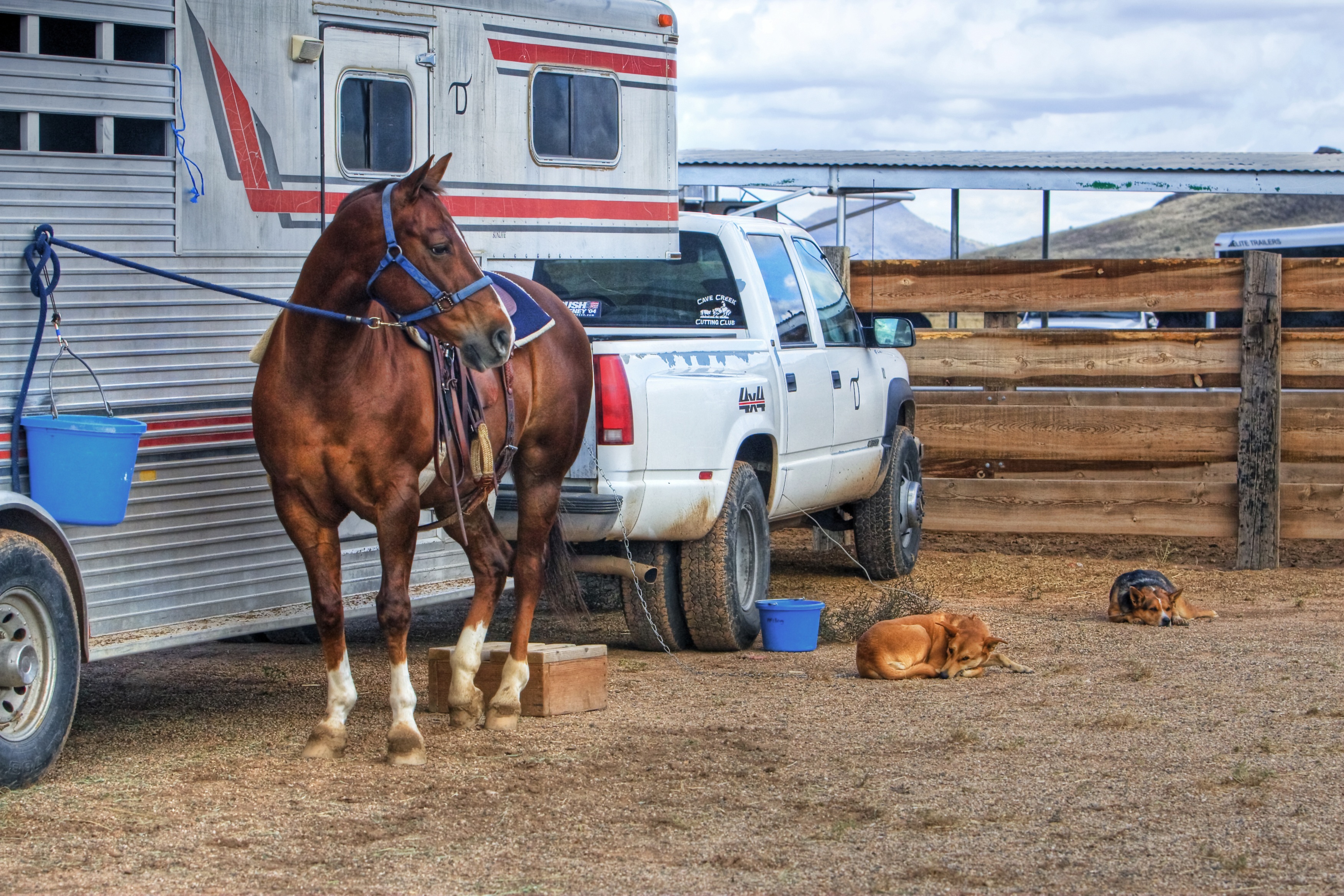 cowboy, building exterior, domestic, cloud - sky, nature, mammal, one animal, vertebrate, animal wildlife, dog, built structure, day, ranch, camper, brown, HD Wallpaper