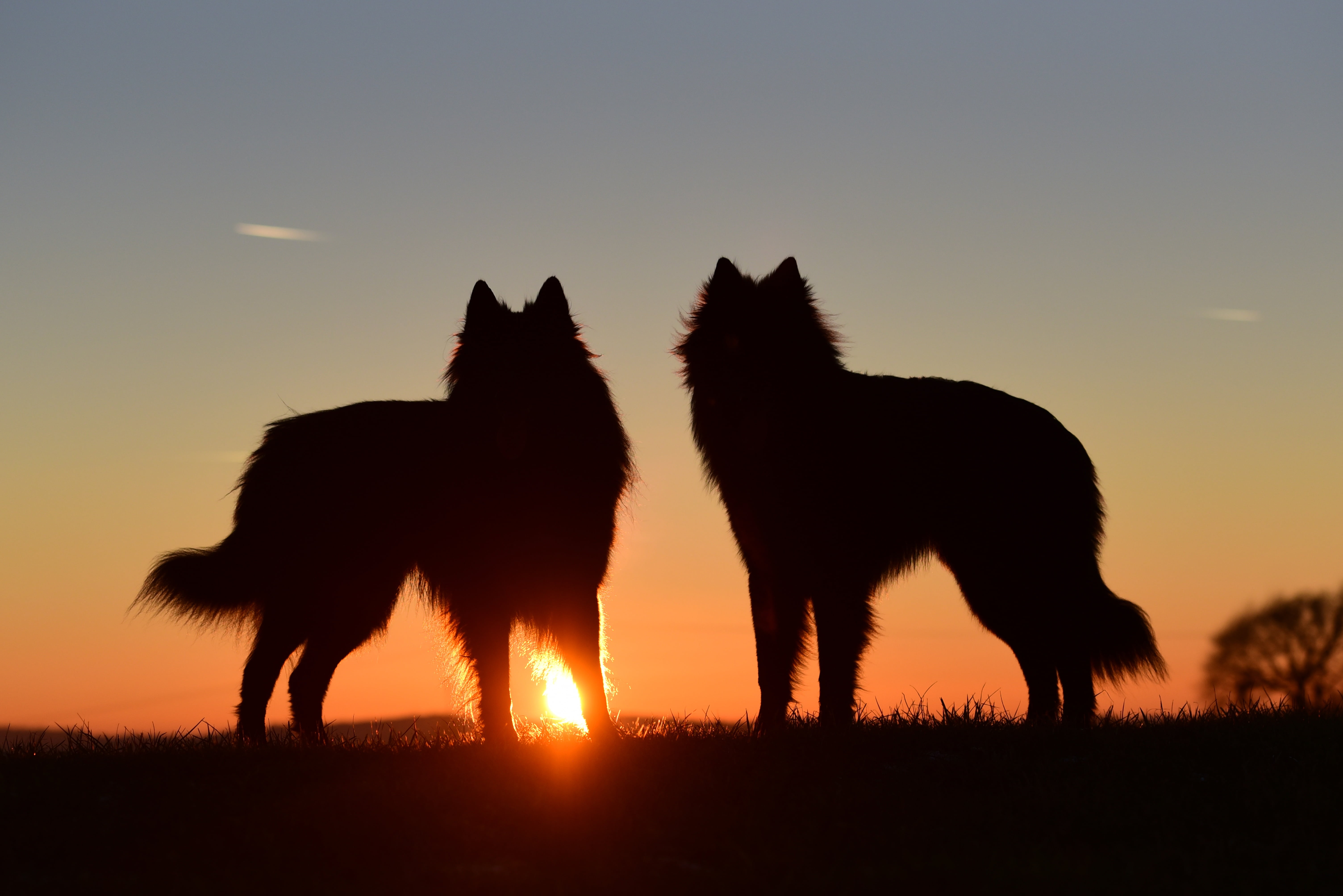 standing dog, vertebrate, animal themes, dusk, two, two animals, sunset, sun, mammal, wolves, 5K, dogs, animal, group of animals, animal wildlife, sky, HD Wallpaper