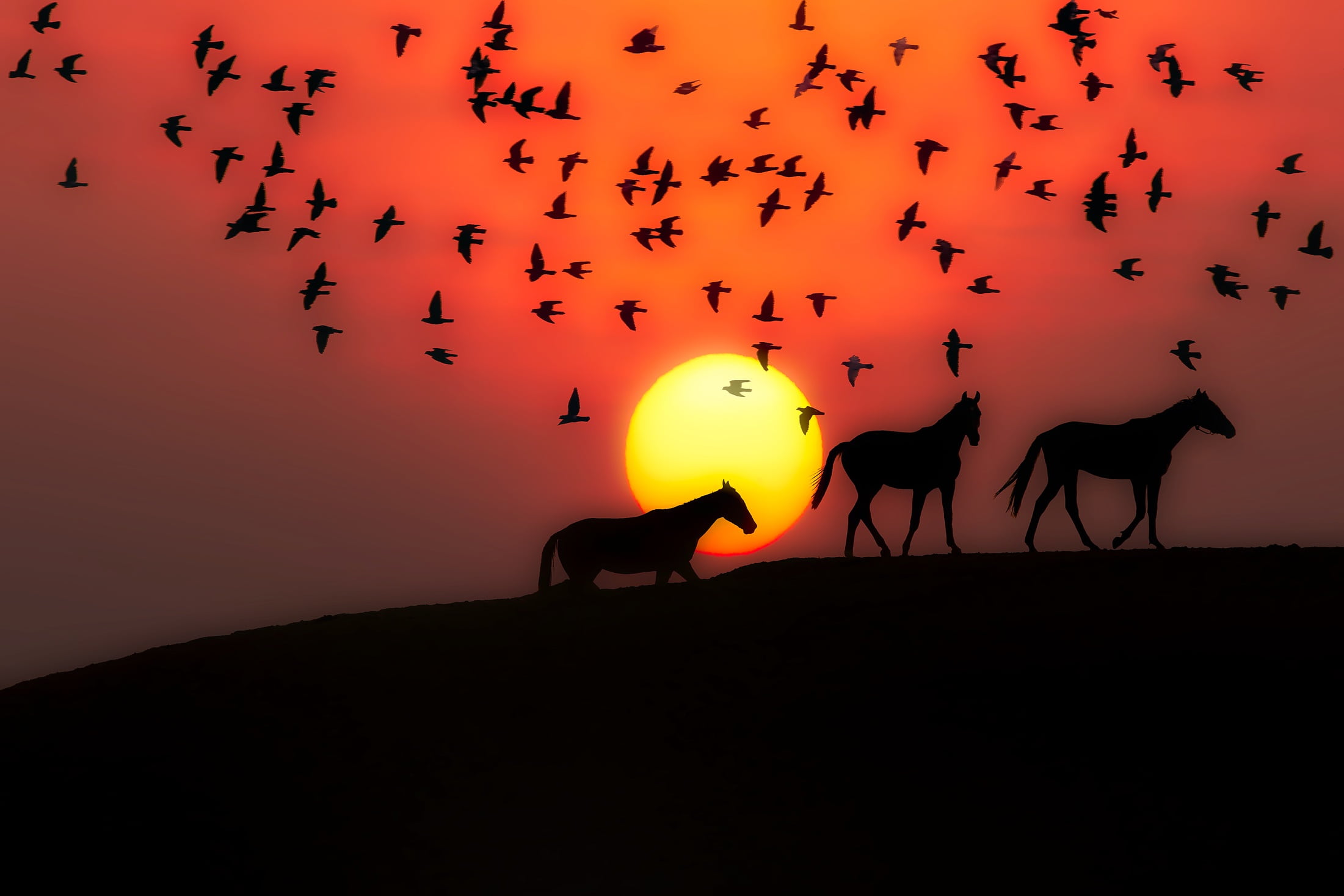 beauty in nature, flying, sunset, animal wildlife, 1080P, silhouettes, horses, group of animals, sky, dusk, animals in the wild, land, beautiful, outdoors, HD Wallpaper