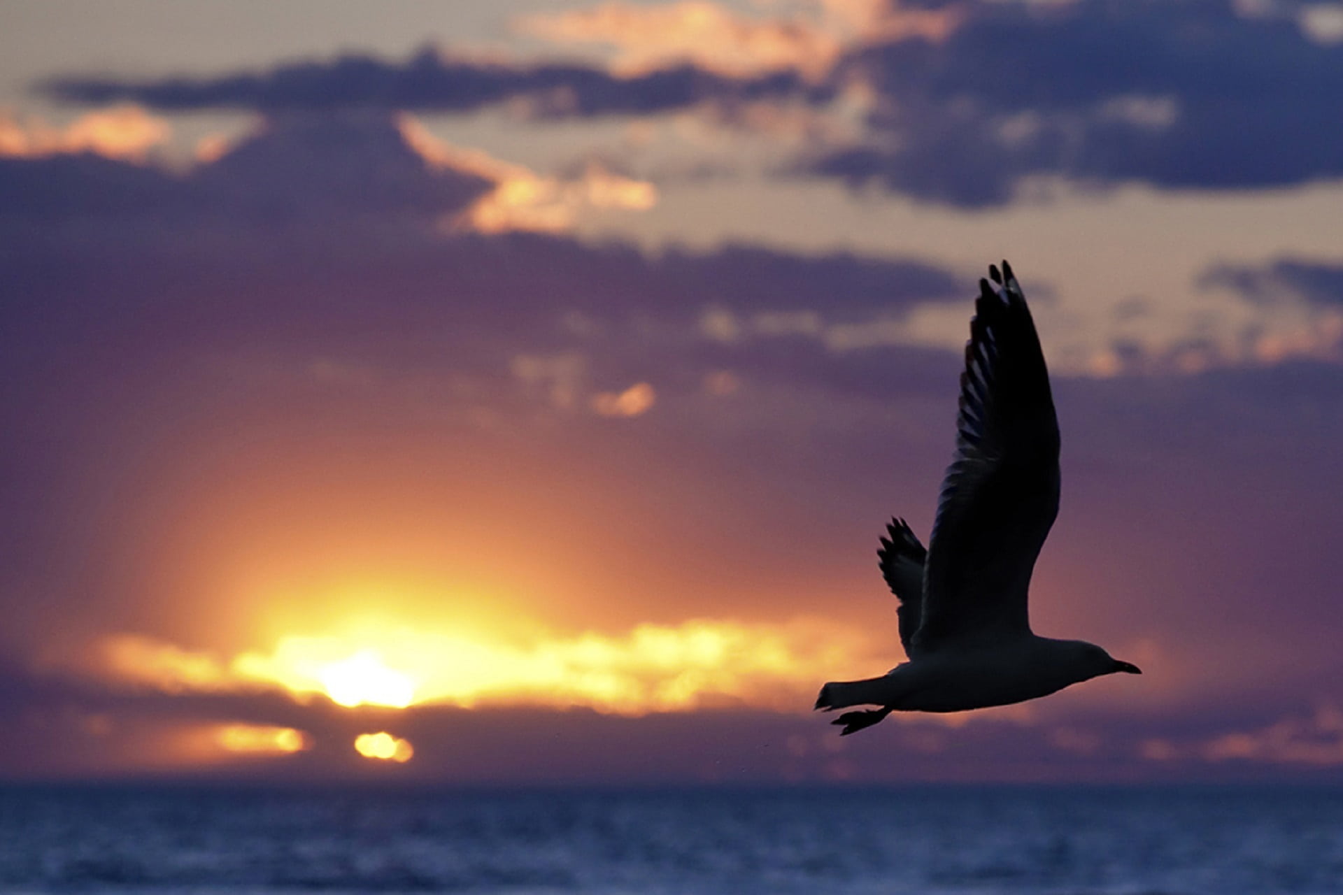 1080P, bird, dramatic sky, animal themes, water, motion, mid-air, dusk, calm, cloud - sky, sea, horizon, wings, horizon over water, sun, freedom, animals in the wild, HD Wallpaper