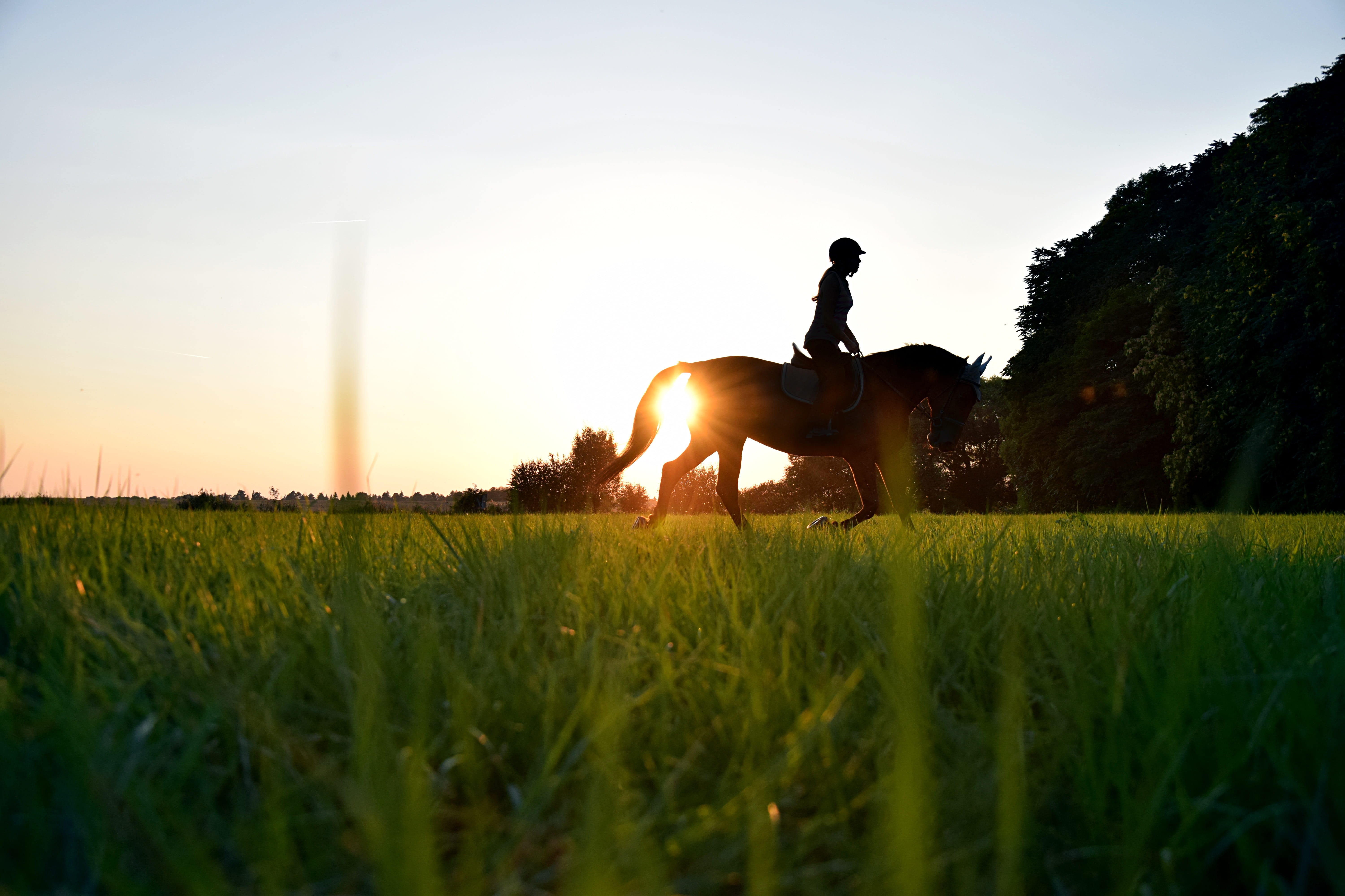 domestic animals, men, one animal, sun, person, meadow, surface level, nature, sky, vertebrate, grass, ride, pets, leisure activity, land, outdoors, field, HD Wallpaper