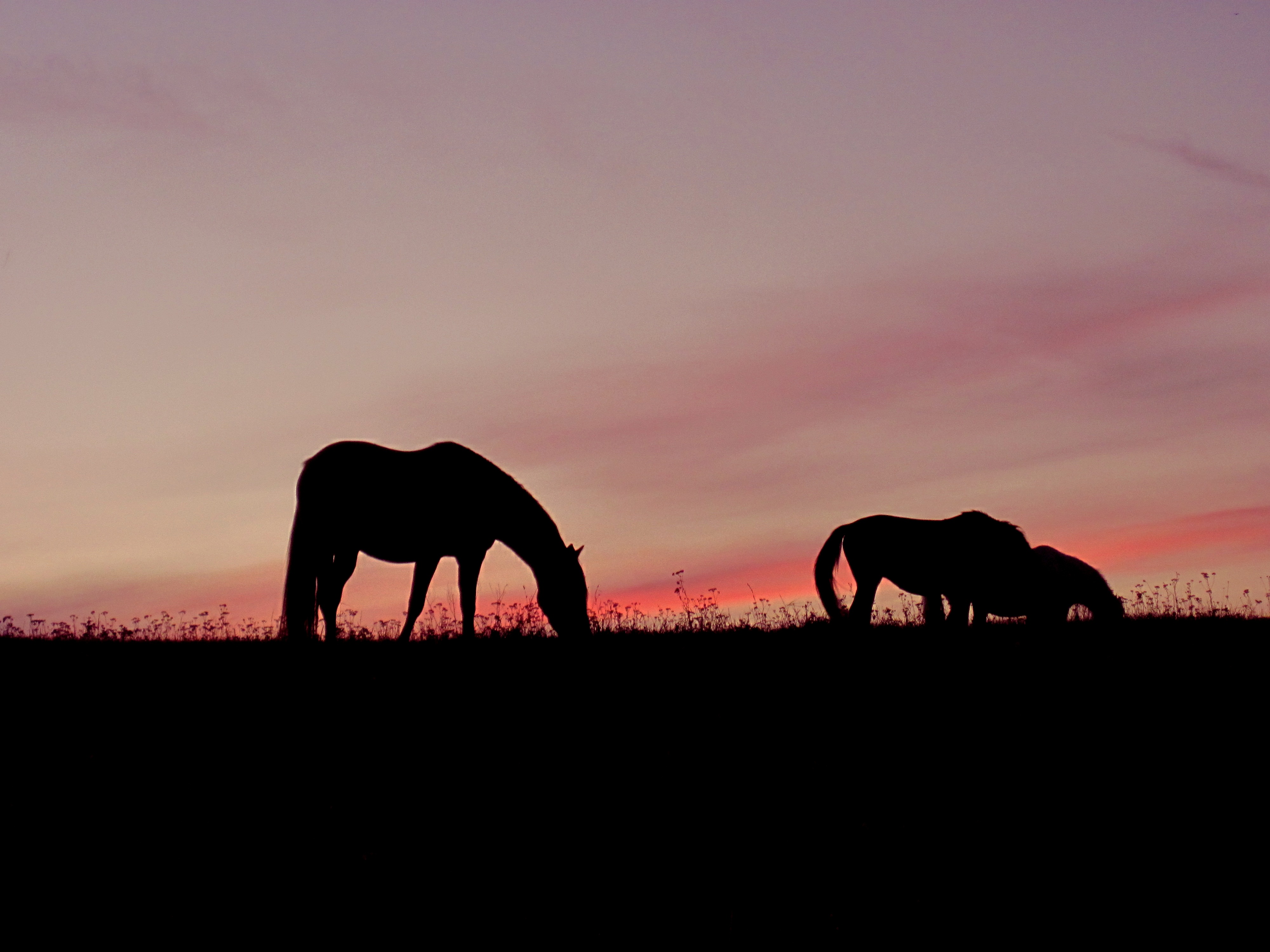 landscape, grass, no people, animal wildlife, environment, animal, animals In The Wild, ponies, domestic, mood, silhouette, field, wildlife, outdoors, horses, HD Wallpaper