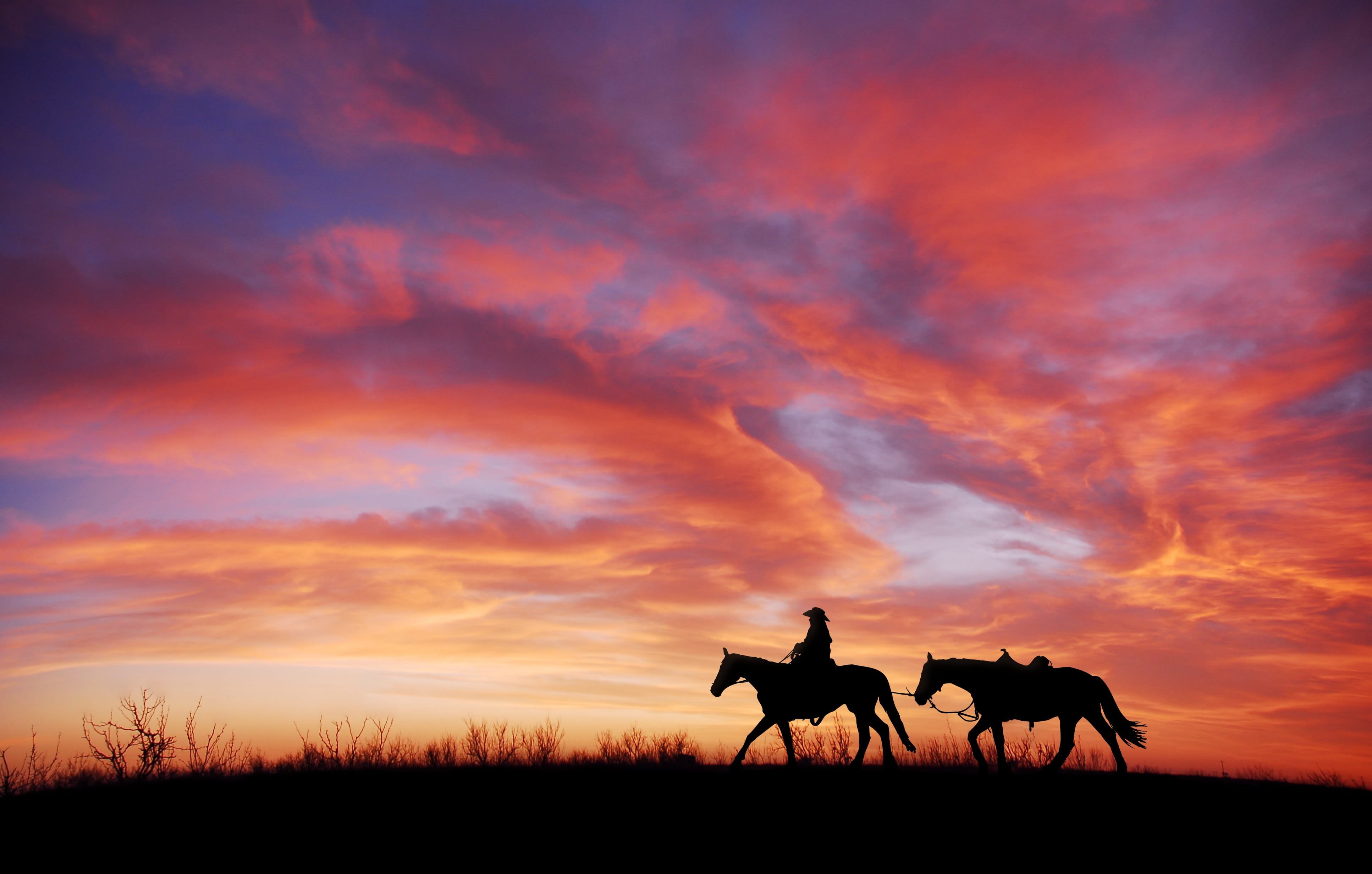 4K, landscape, nature, beauty in nature, domestic, west, mammal, sky, animal themes, domestic animals, group of animals, dom, animal wildlife, sunset, HD Wallpaper