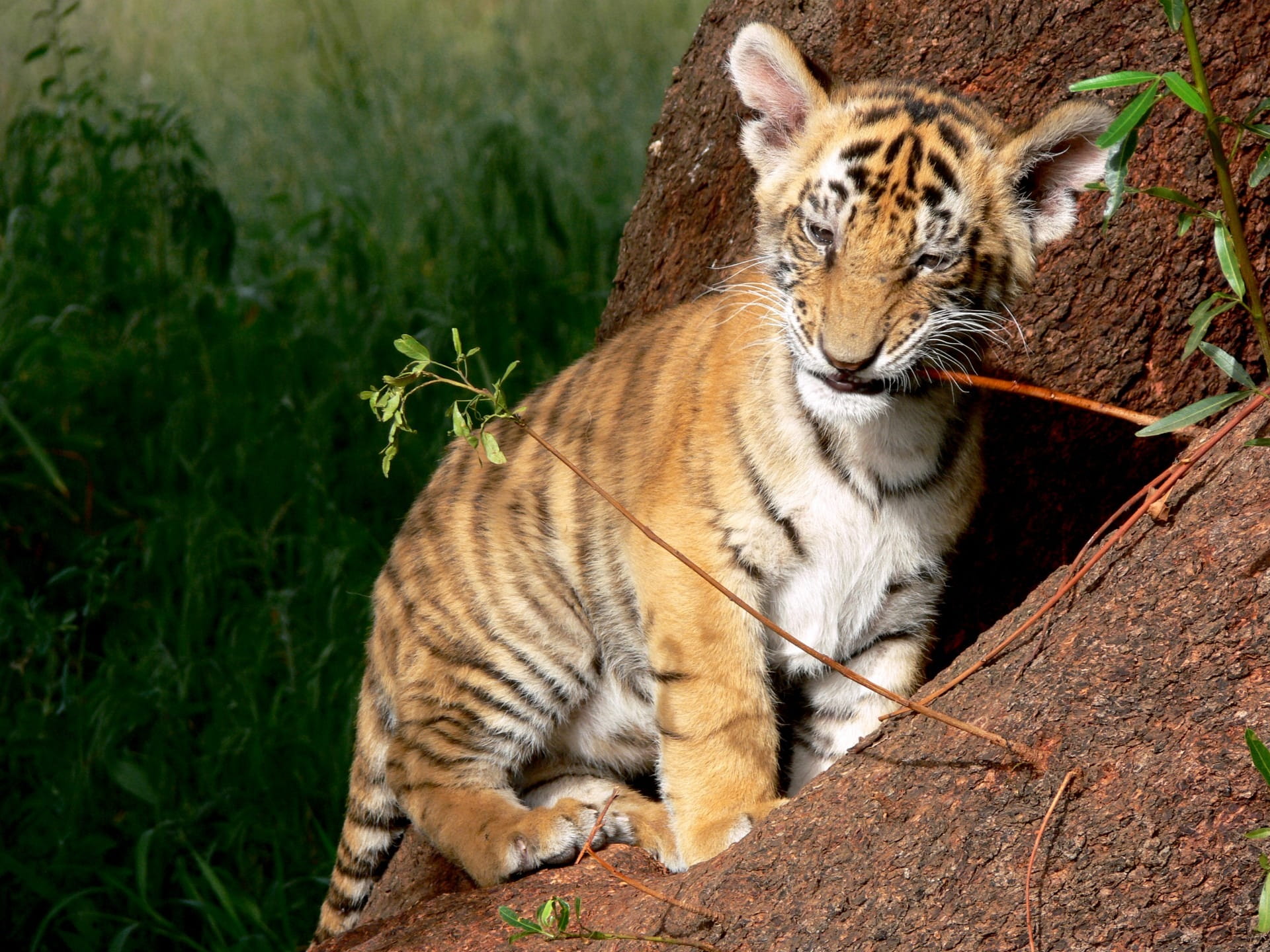animal wildlife, play, vertebrate, bark, 1080P, wild animal, tiger, wild, nature, whisker, relaxation, plant, domestic animals, funny face, cat, day, mammal, HD Wallpaper