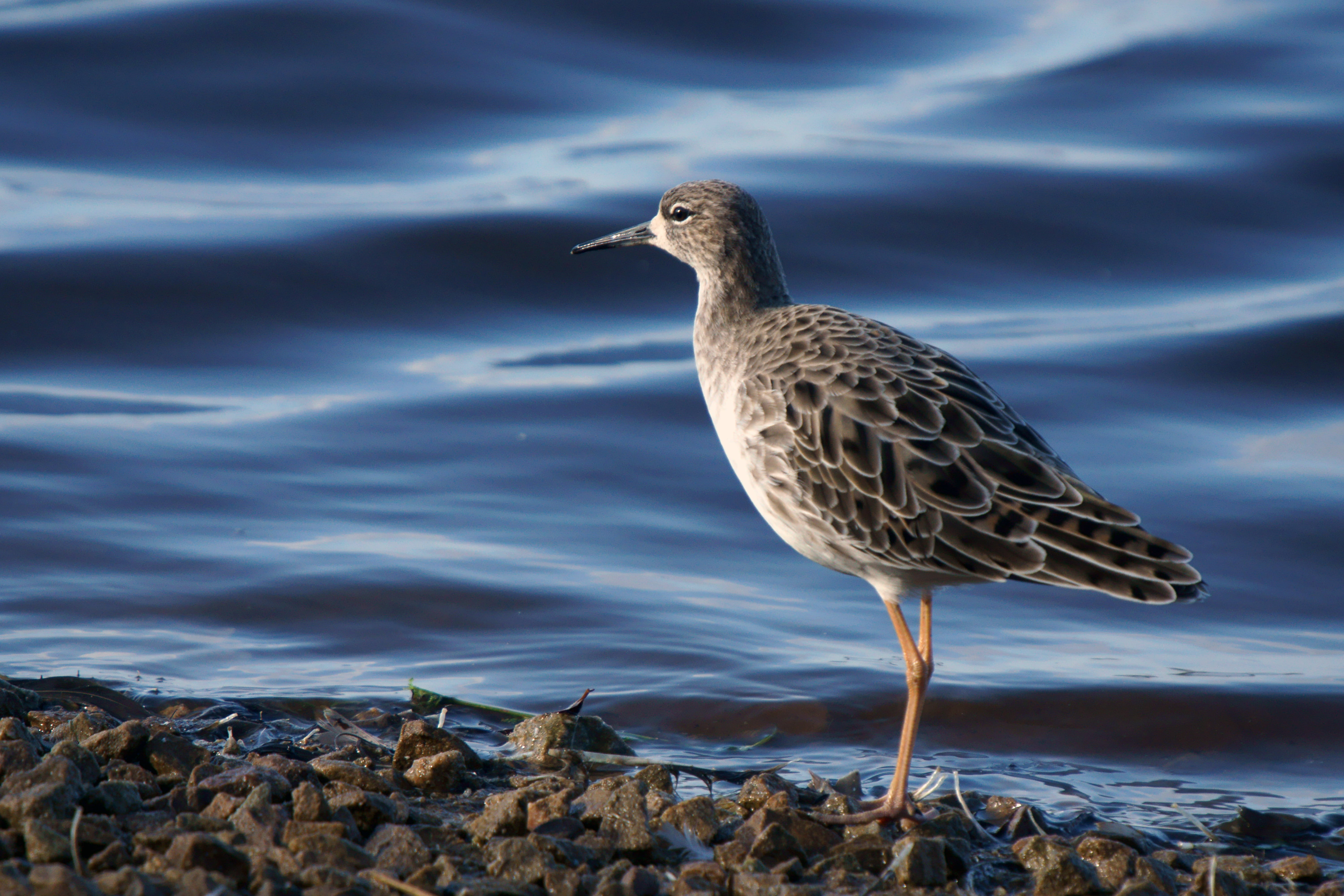 bird, waterbird, birdwatching, October 2013, water birds, eu, pool, nature, wading birds, brown, martin, water, october  2013, sigma, uk, british, sea, HD Wallpaper
