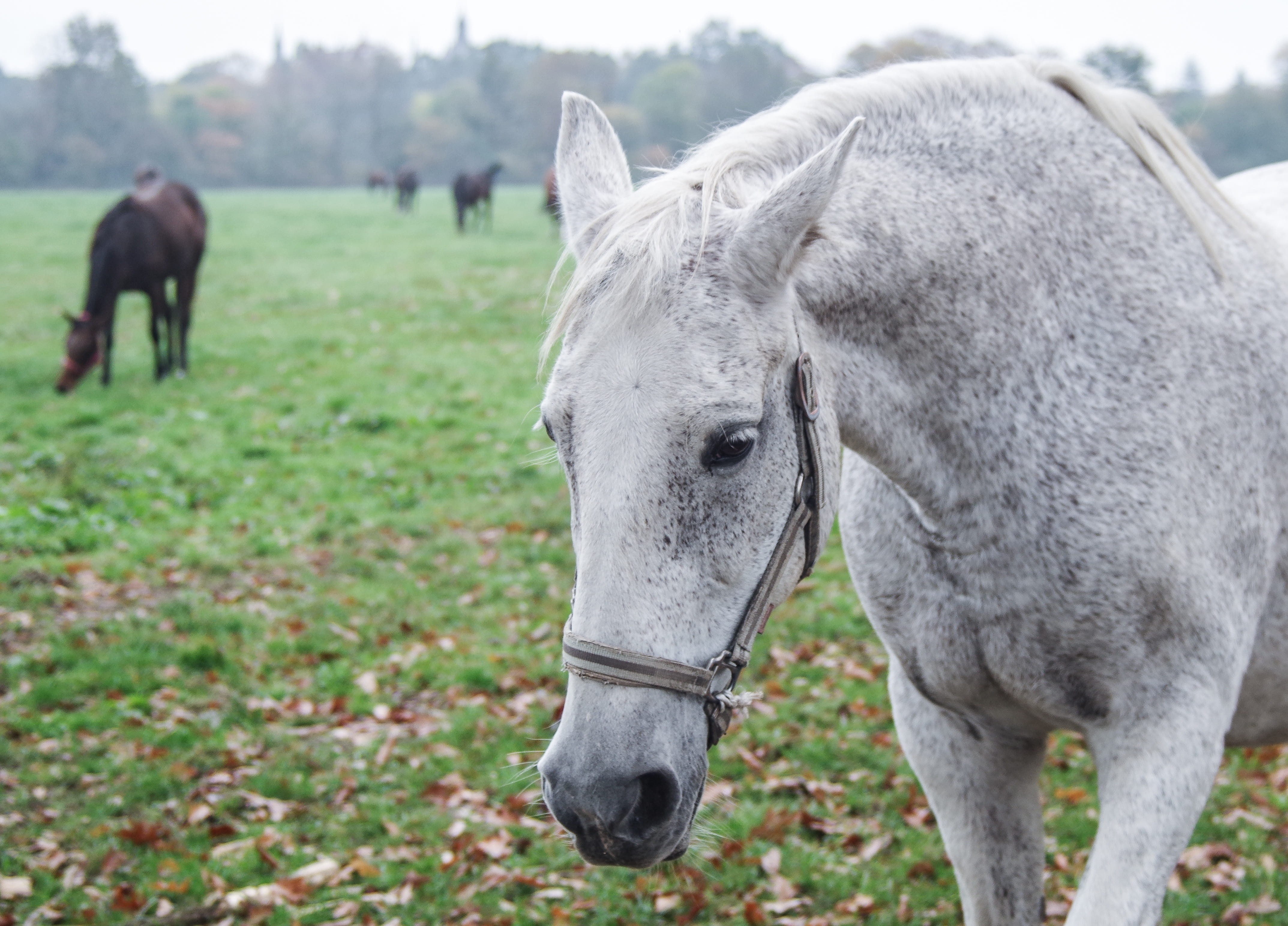nature, domestic animals, stud, focus on foreground, the head of a horse, animal, two animals, 4K, mammal, penalties, animal head, animal wildlife, outdoors, HD Wallpaper
