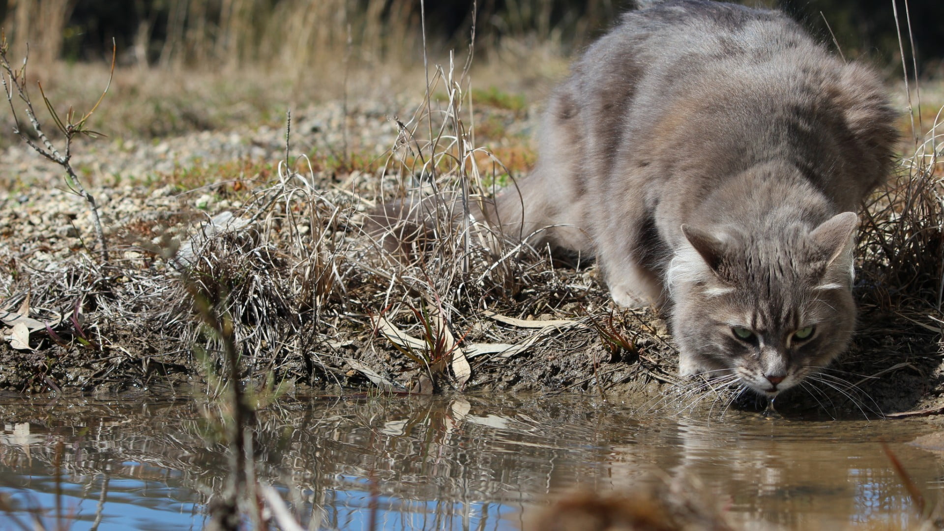 domestic, fur, animal, no people, mammal, white, pets, cat, domestic animals, water, coat, lake, 1080P, one animal, animals, animal themes, whisker, reflection, HD Wallpaper