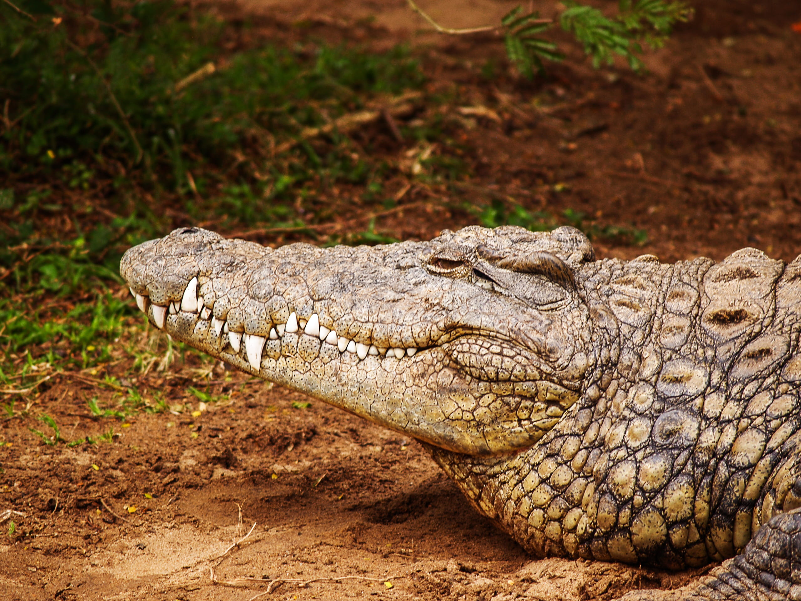 skin, animal teeth, dirt, reptile, relaxation, predator, field, photography, close, animal, wild animal, no people, sign, warning sign, animal body part, HD Wallpaper
