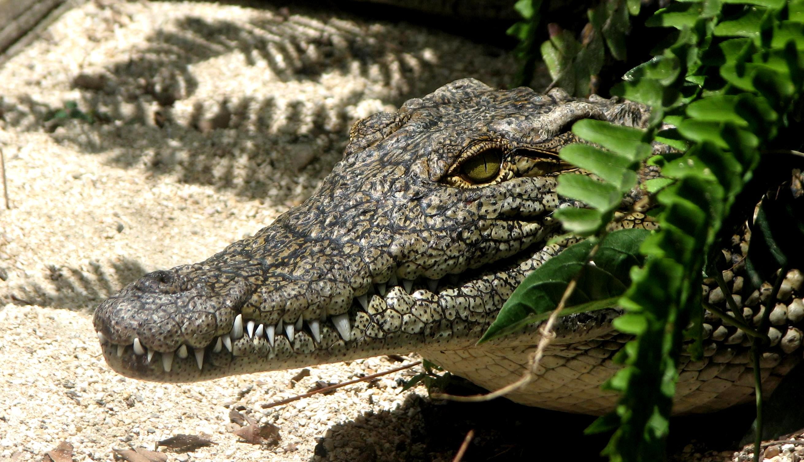 reptile, dangerous, animals In The Wild, plant, head, 2K, tropical, danger, alligator, amphibian, no people, animal head, Crocodile, warning sign, profile view, HD Wallpaper