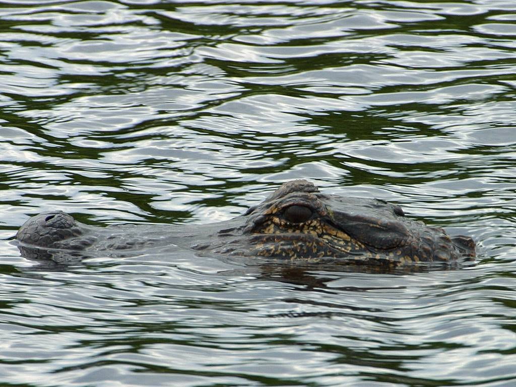nature, one animal, carnivores, predator, animals, animal themes, reptile, animals In The Wild, alligator, dangerous, day, swimming, outdoors, aggression, HD Wallpaper