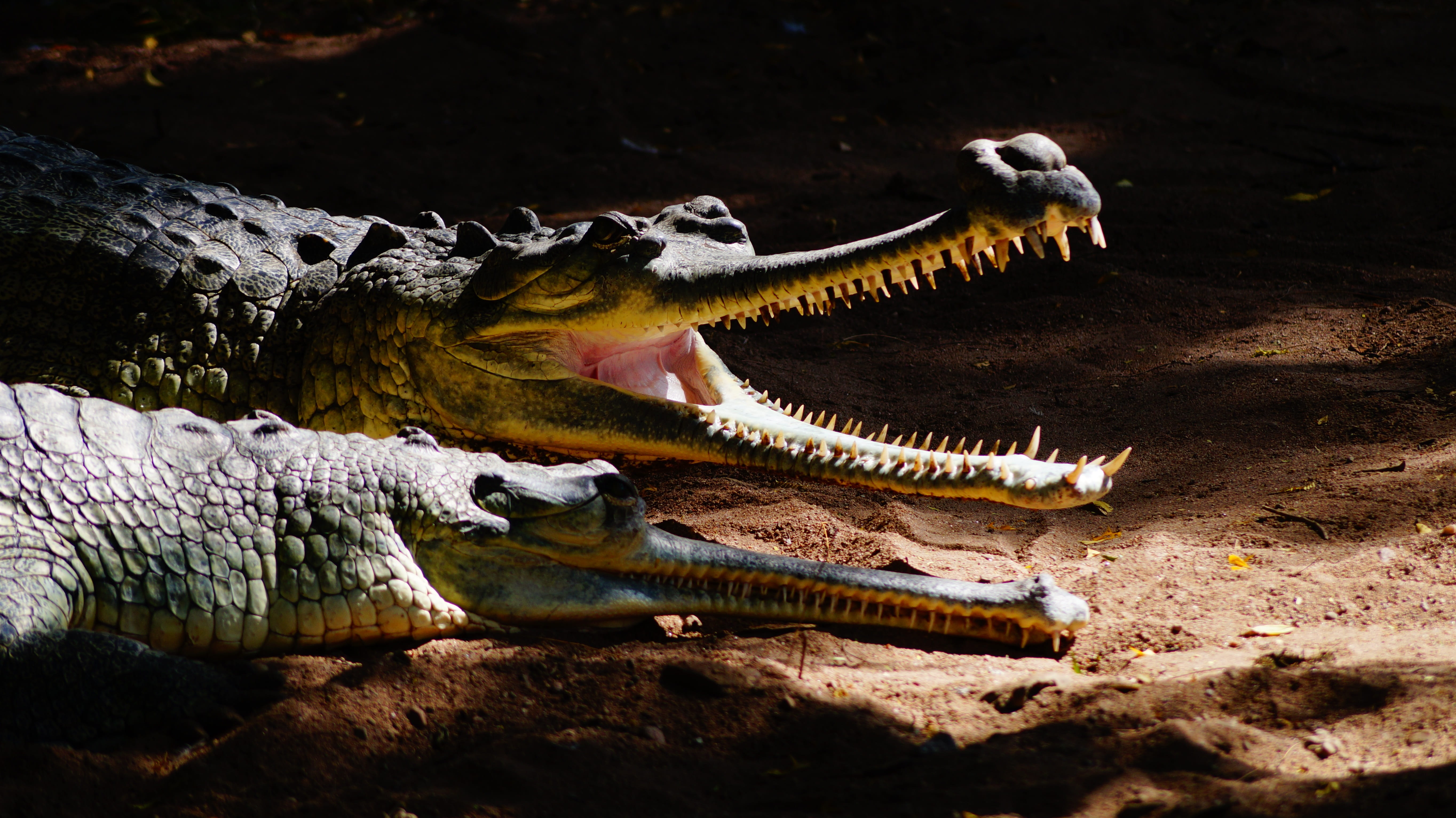 no people, animals in the wild, animal mouth, animal body part, water, swimming, one animal, vertebrate, animal themes, wildlife, animal head, iguana, lizard, HD Wallpaper
