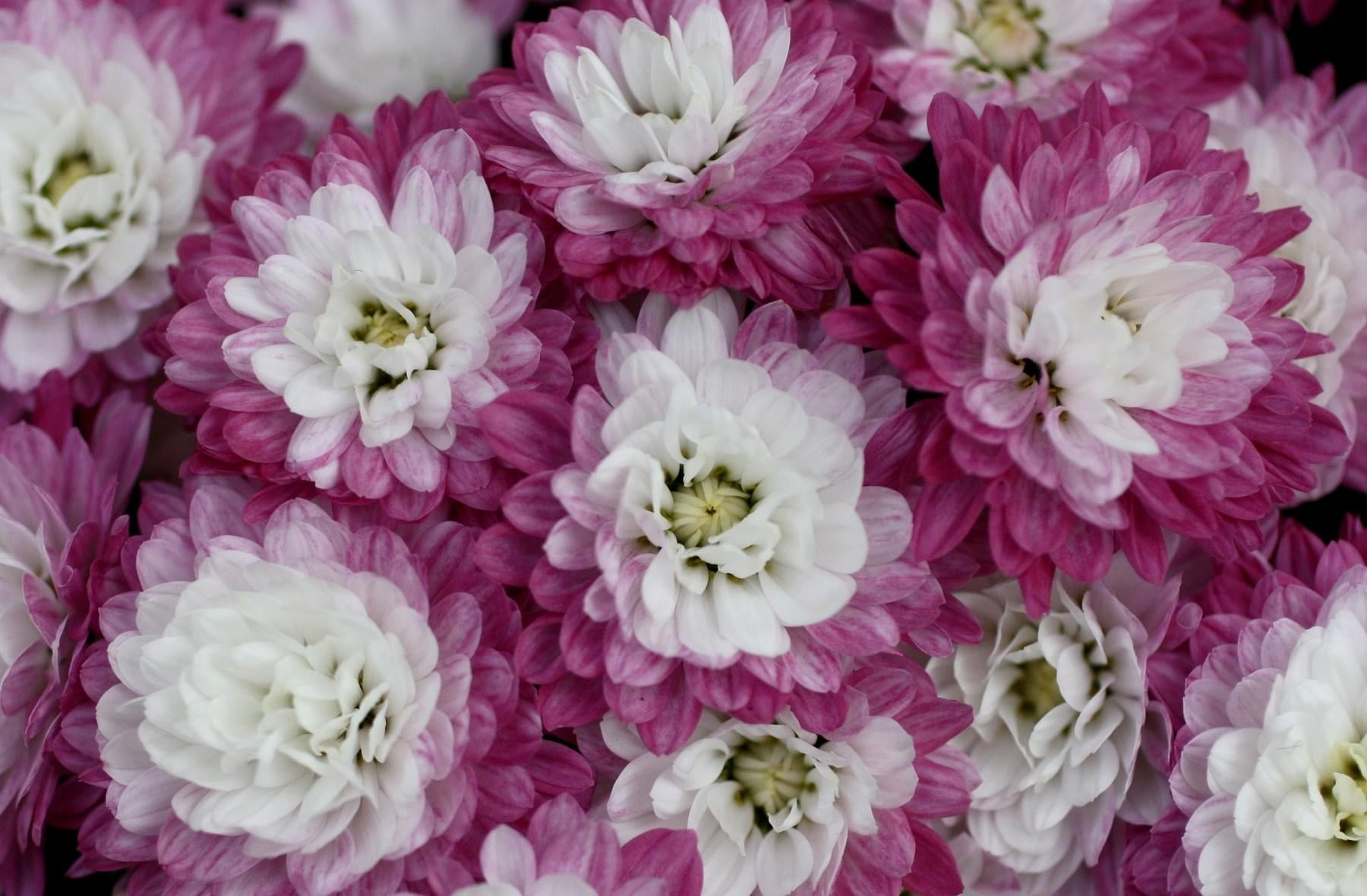 pink color, no people, close-up, pink, white color, bi-color, flowering plant, white, bouquet, inflorescence, flower arrangement, flower head, fragility, HD Wallpaper
