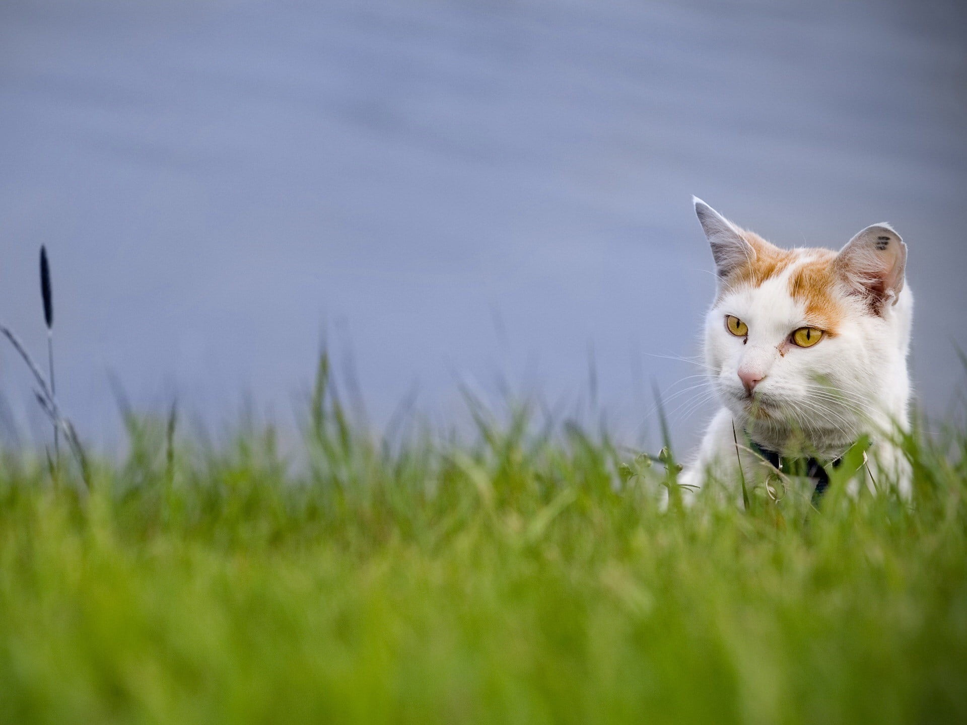 land, plant, selective focus, animals And Pets, tabby, blue, portrait, beautiful, no people, domestic Animals, summer, climb, orange, curiosity, color, HD Wallpaper