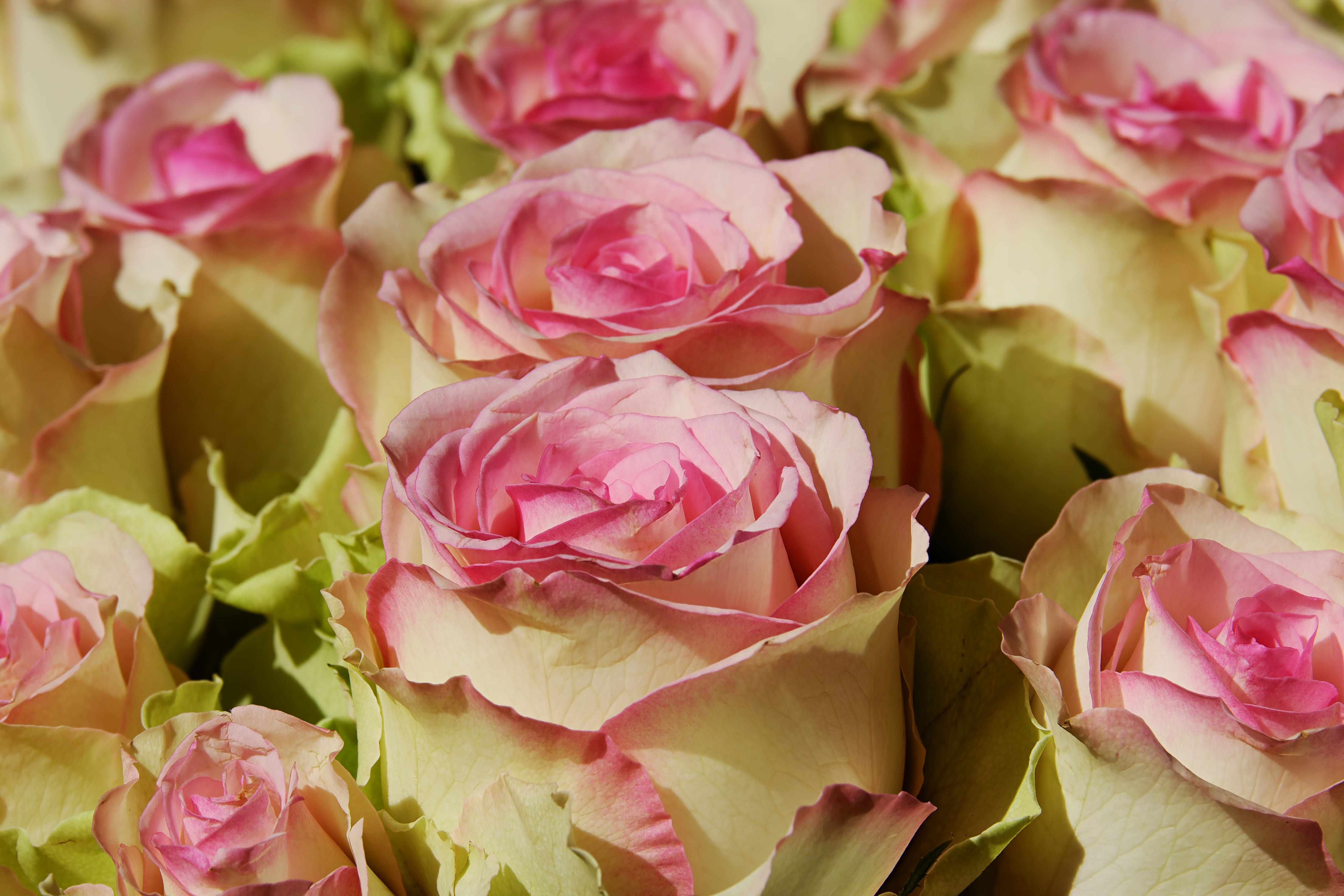 flowering plant, plant part, full frame, noble roses, no people, 4K, fragility, romantic, closeup, close-up, flower arrangement, love, rose bloom, bloom, HD Wallpaper
