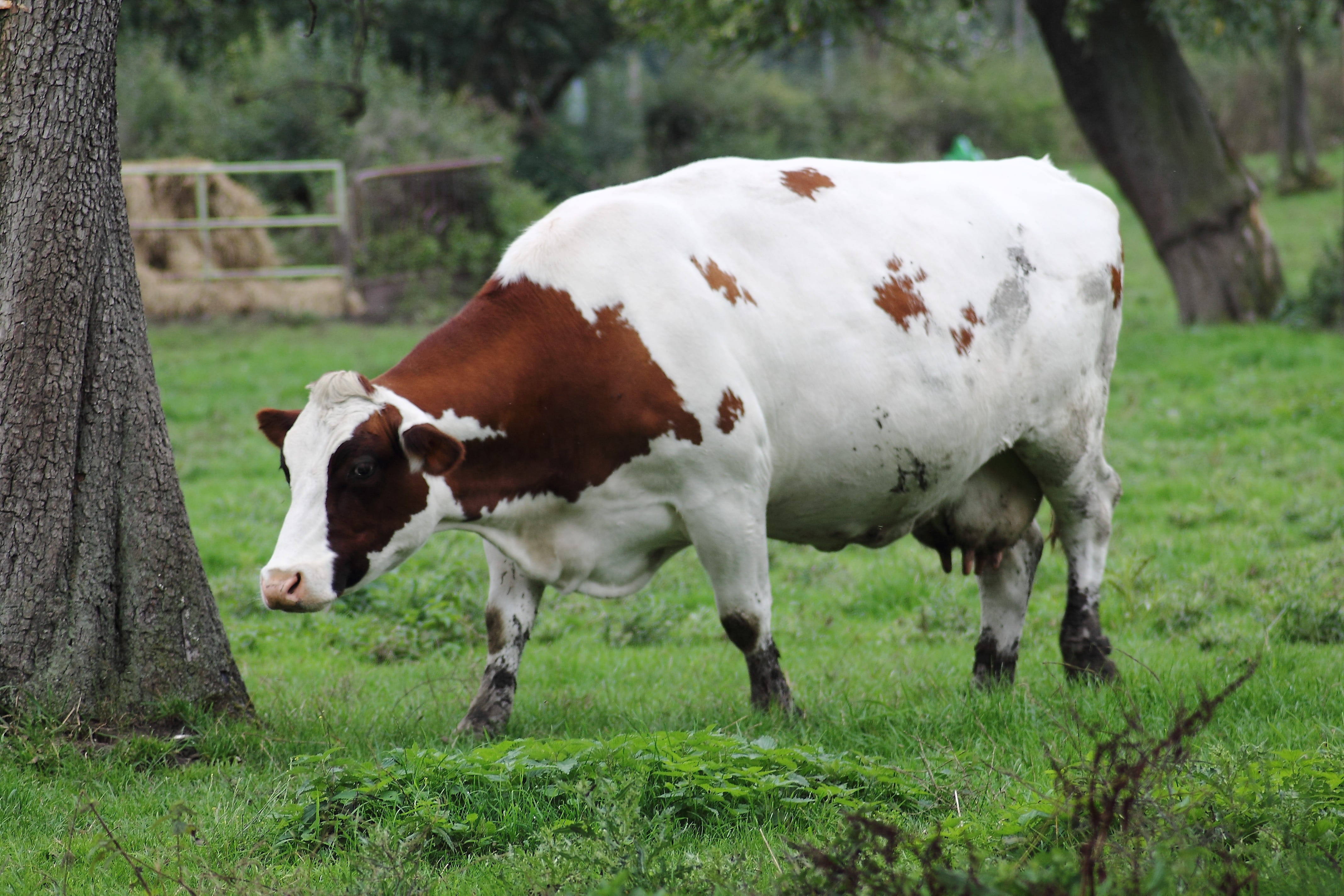 tree, domestic, cattle, field, mammal, animals, outdoors, brown white, pets, Cow, land, vertebrate, nature, agriculture, standing, animal themes, animal, HD Wallpaper