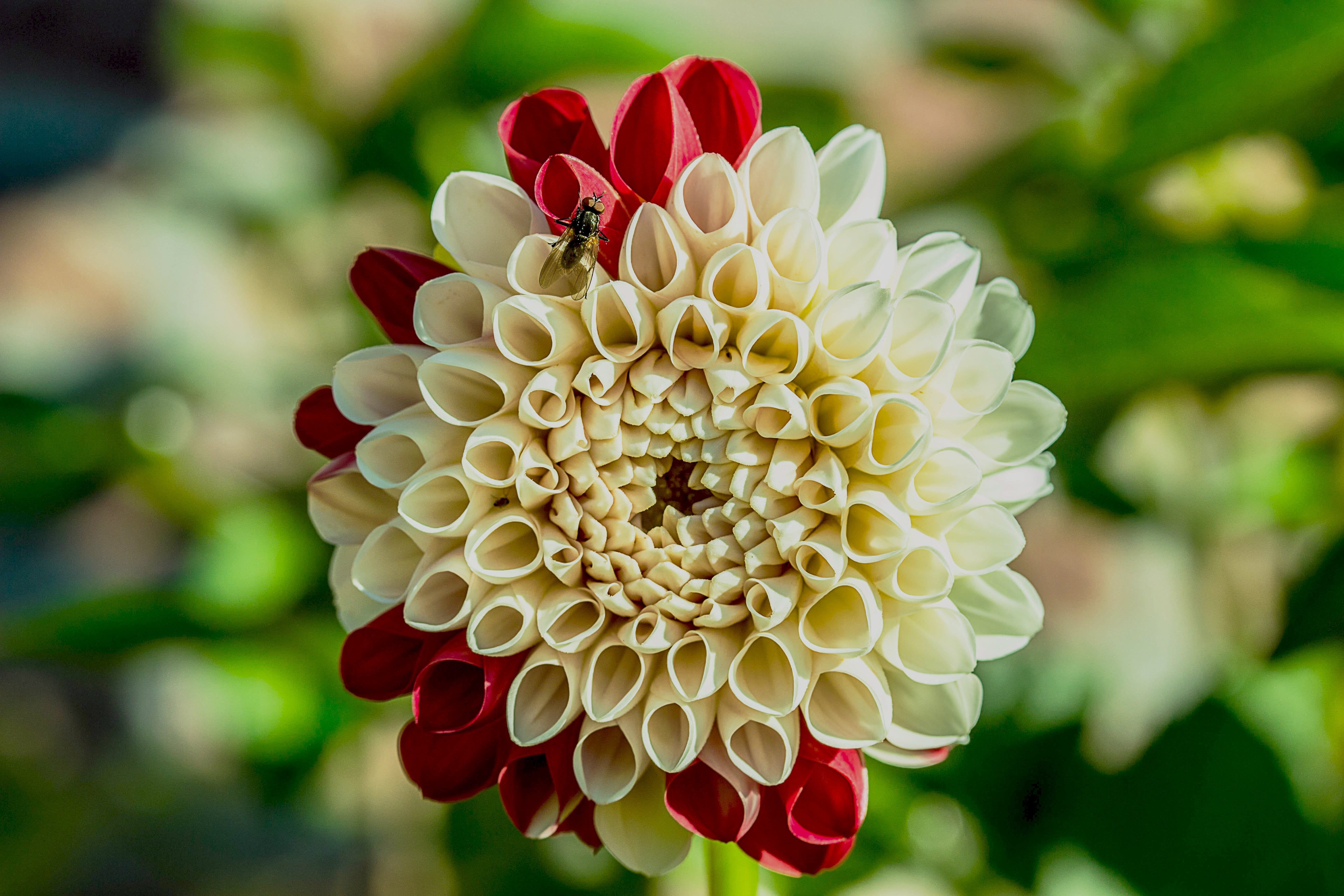 composites, fragility, nature, dahlia garden, focus on foreground, close-up, flower head, plant, flower, vulnerability, freshness, petals, day, outdoors, HD Wallpaper