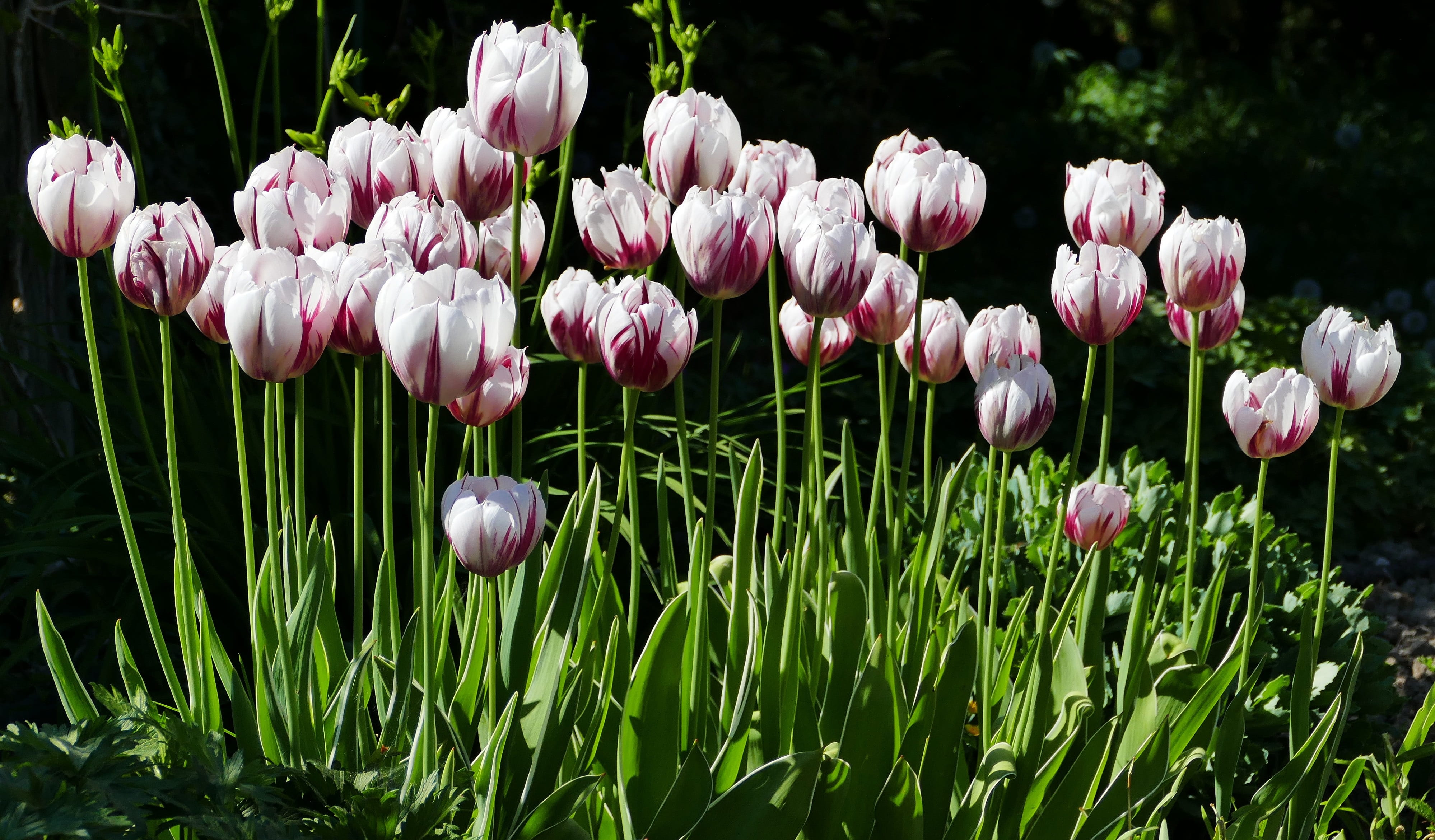 springtime, inflorescence, no people, garden, outdoors, close-up, flowering plant, plant, spring, flowers, tulip, field, fragility, beauty in nature, flower head, HD Wallpaper