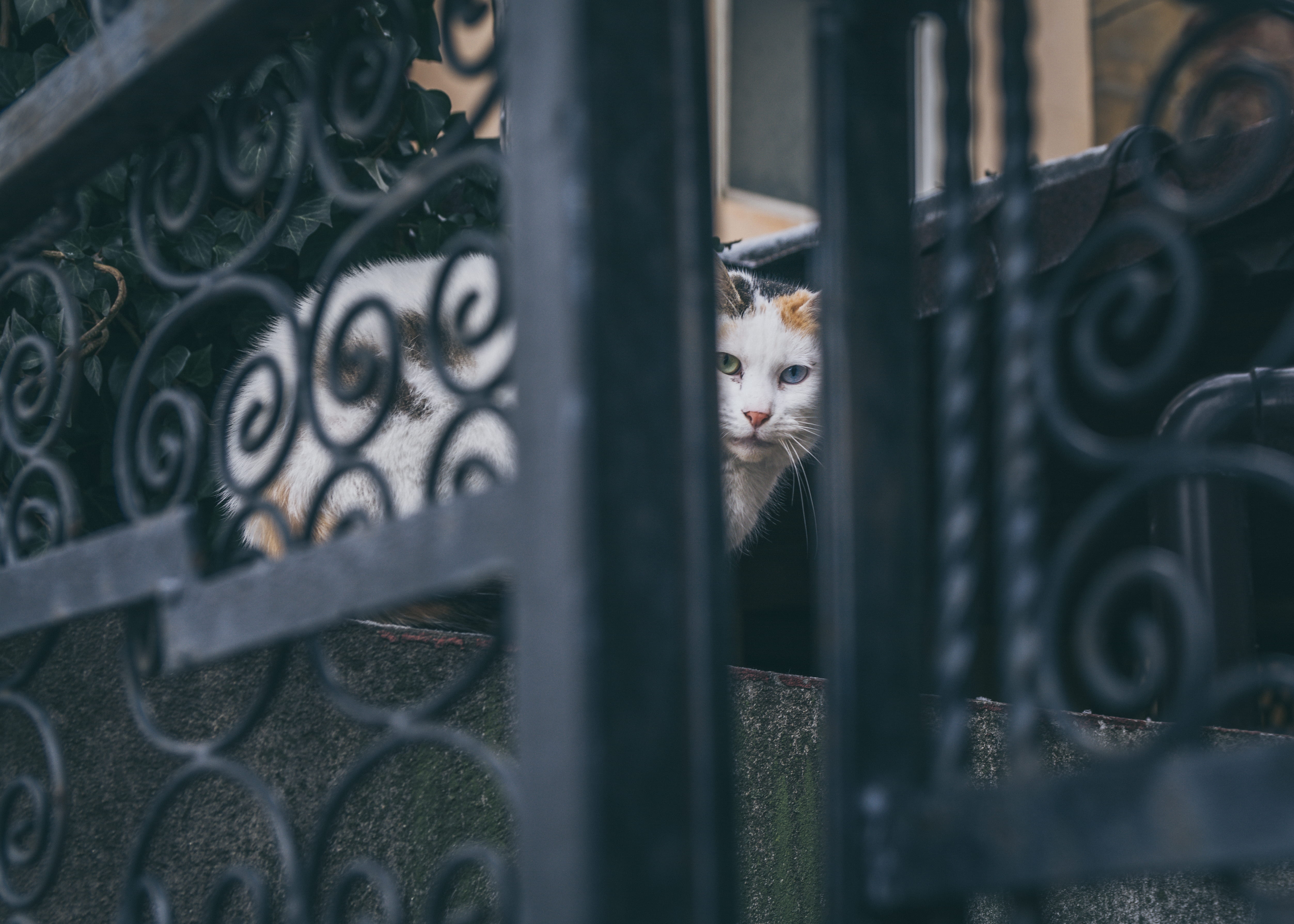 security, domestic cat, architecture, barrier, feline, animal, cat, wrought iron, domestic animals, 4K, bi, animal head, domestic, color, one animal, pets, HD Wallpaper