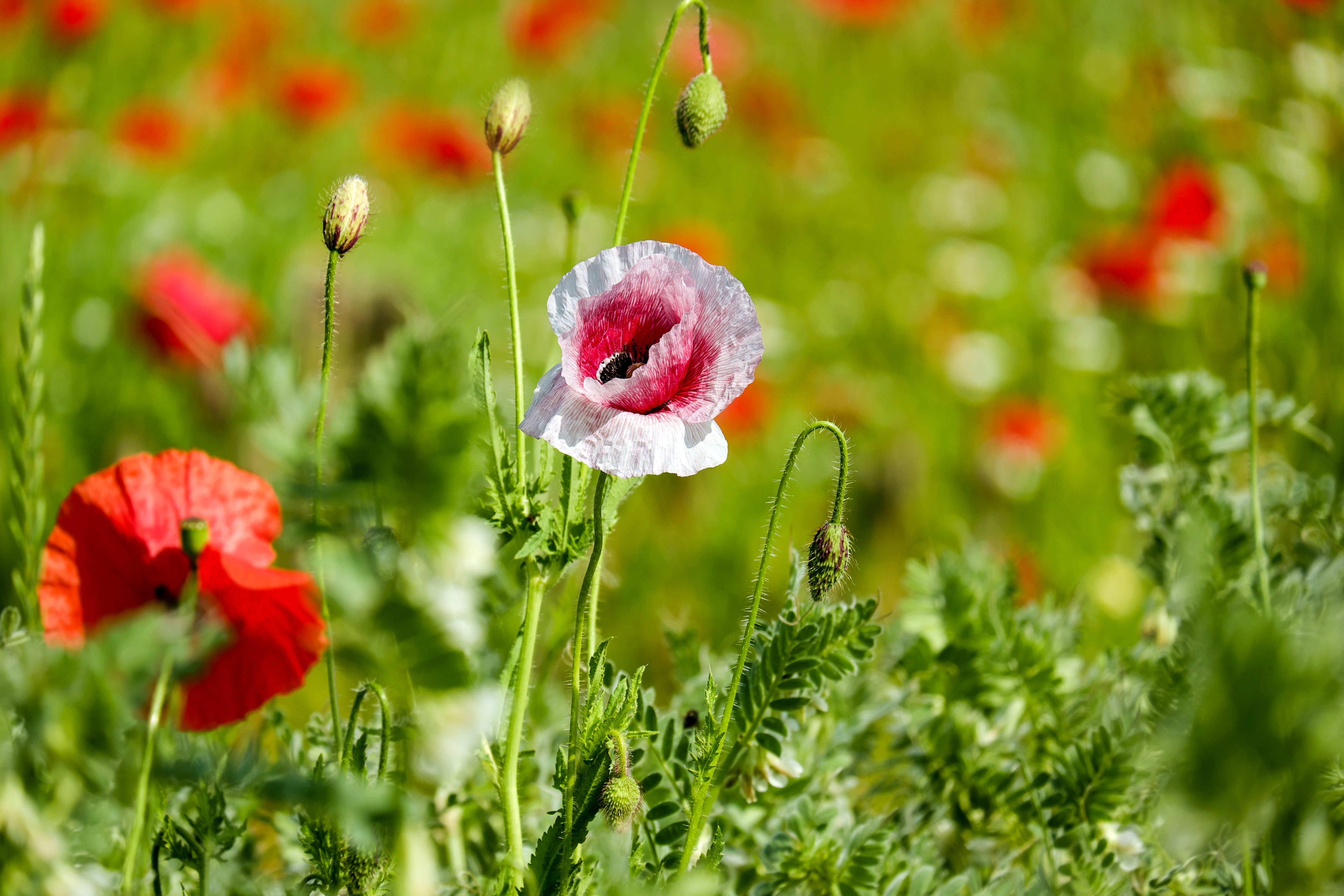 green color, ornamental plant, selective focus, red, nature, flower head, no people, vulnerability, softness, pink white, white, poppy, flowering plant, HD Wallpaper