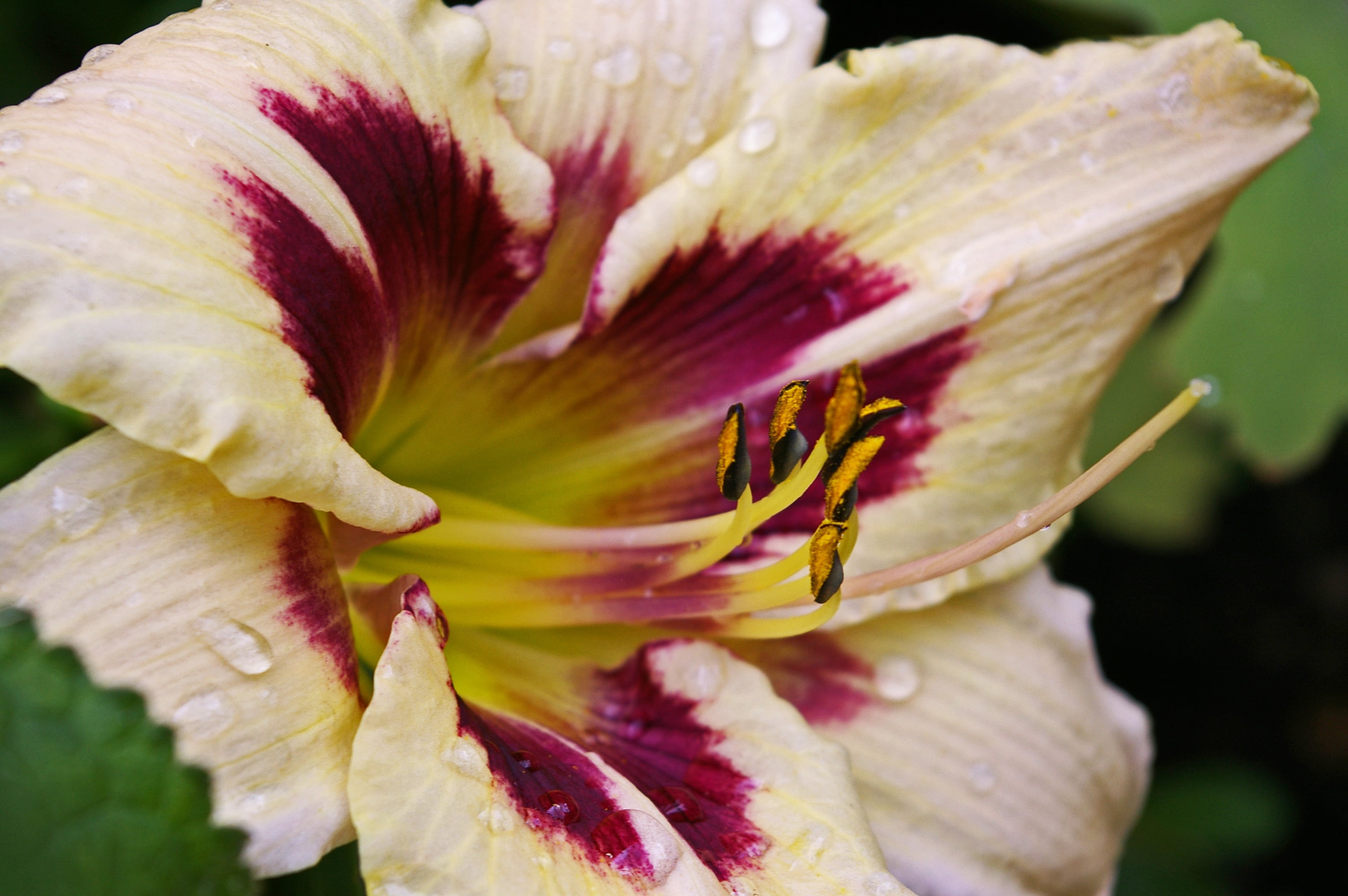 floral, nature, plant, vulnerability, inflorescence, colorful, close-up, flora, blossom, 2K, pollen, flower, freshness, color, focus on foreground, lily, HD Wallpaper
