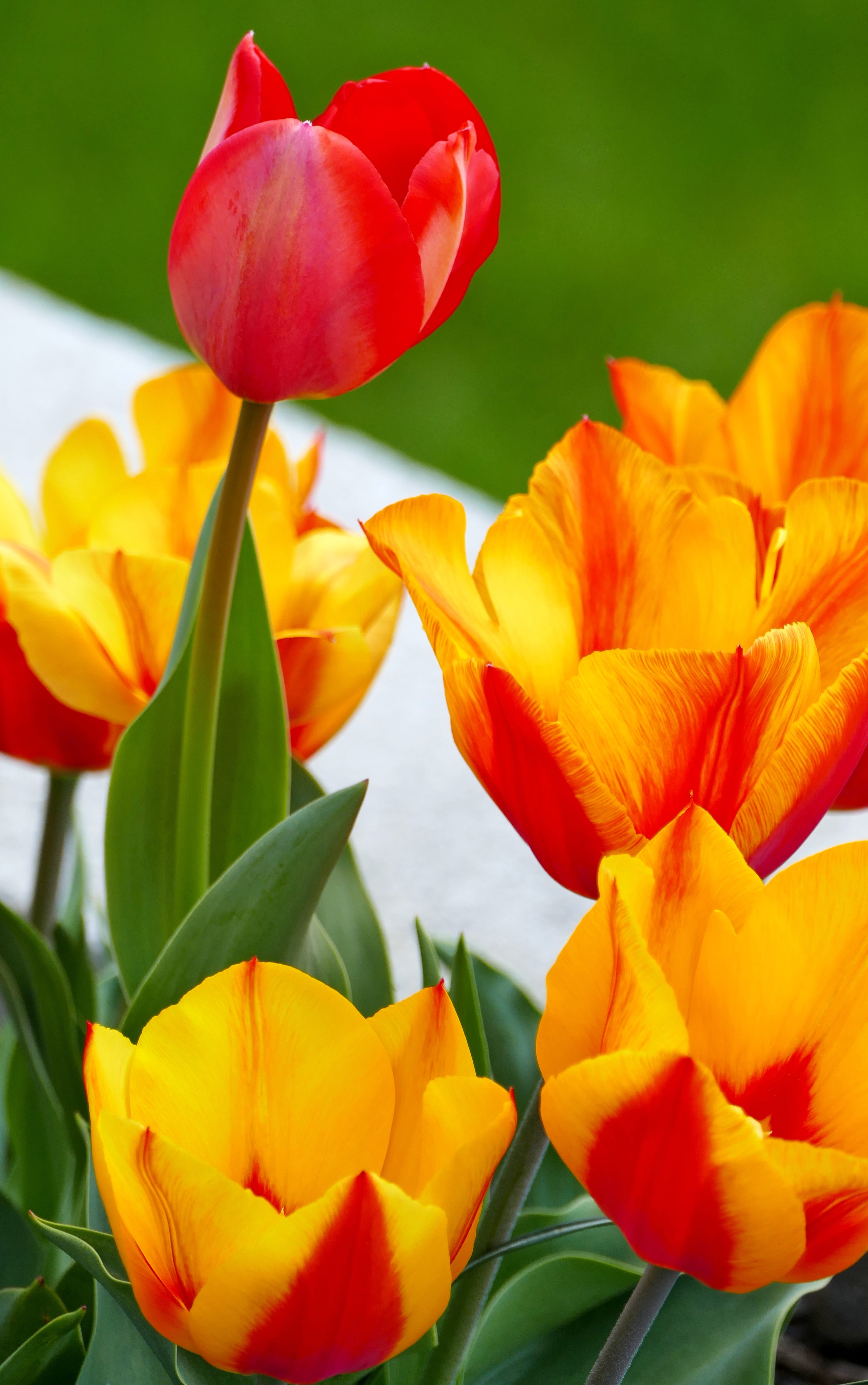 flowers, plant, beauty in nature, freshness, vulnerability, bunch of flowers, spring, light, plant part, nature, petal, orange color, inflorescence, no people, Phone HD Wallpaper