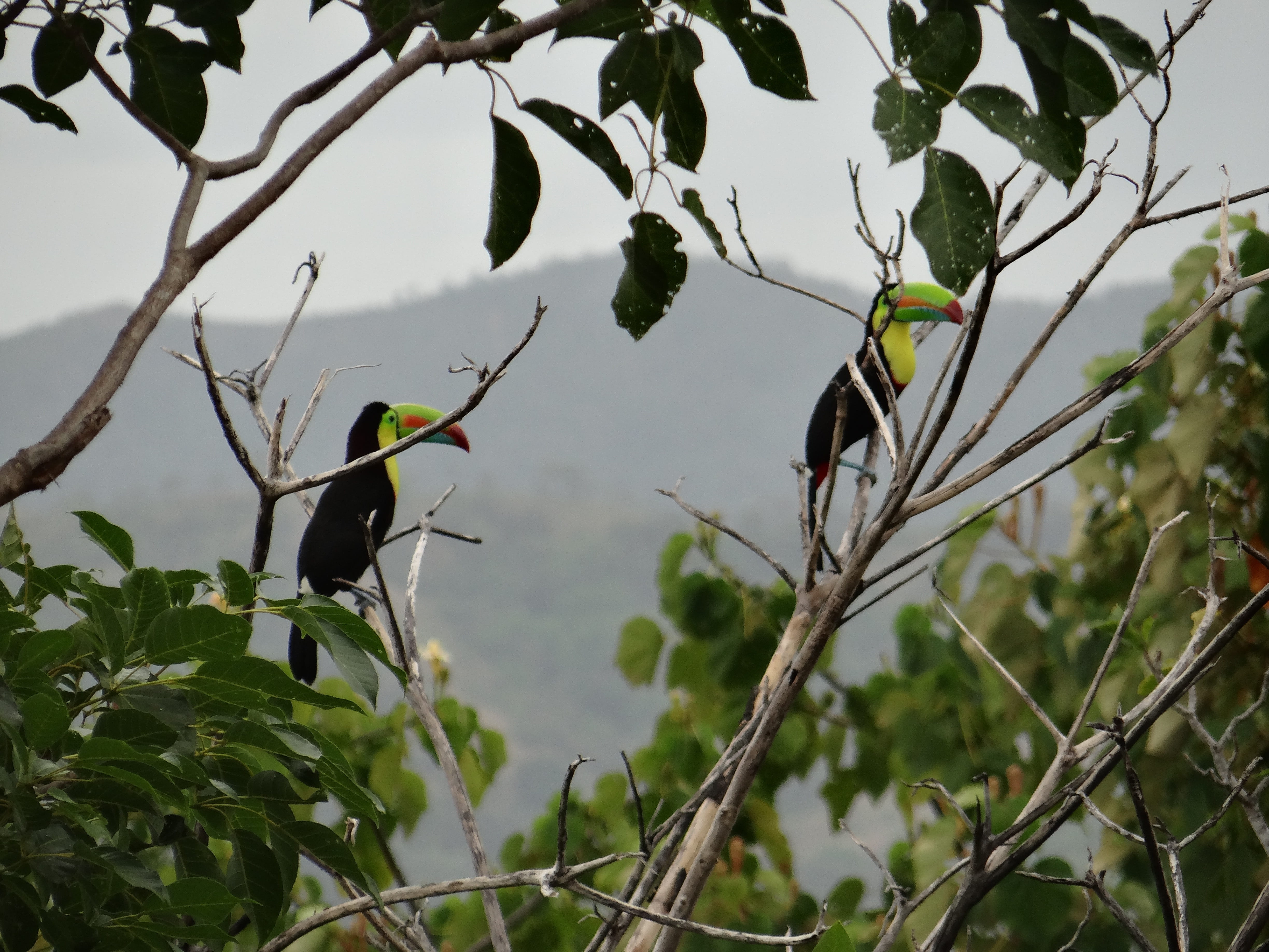 exotic, big, vertebrate, beak, animals in the wild, perching, day, colorful, zoo, two animals, bird, animal wildlife, rainforest, branches, 4K, branch, HD Wallpaper