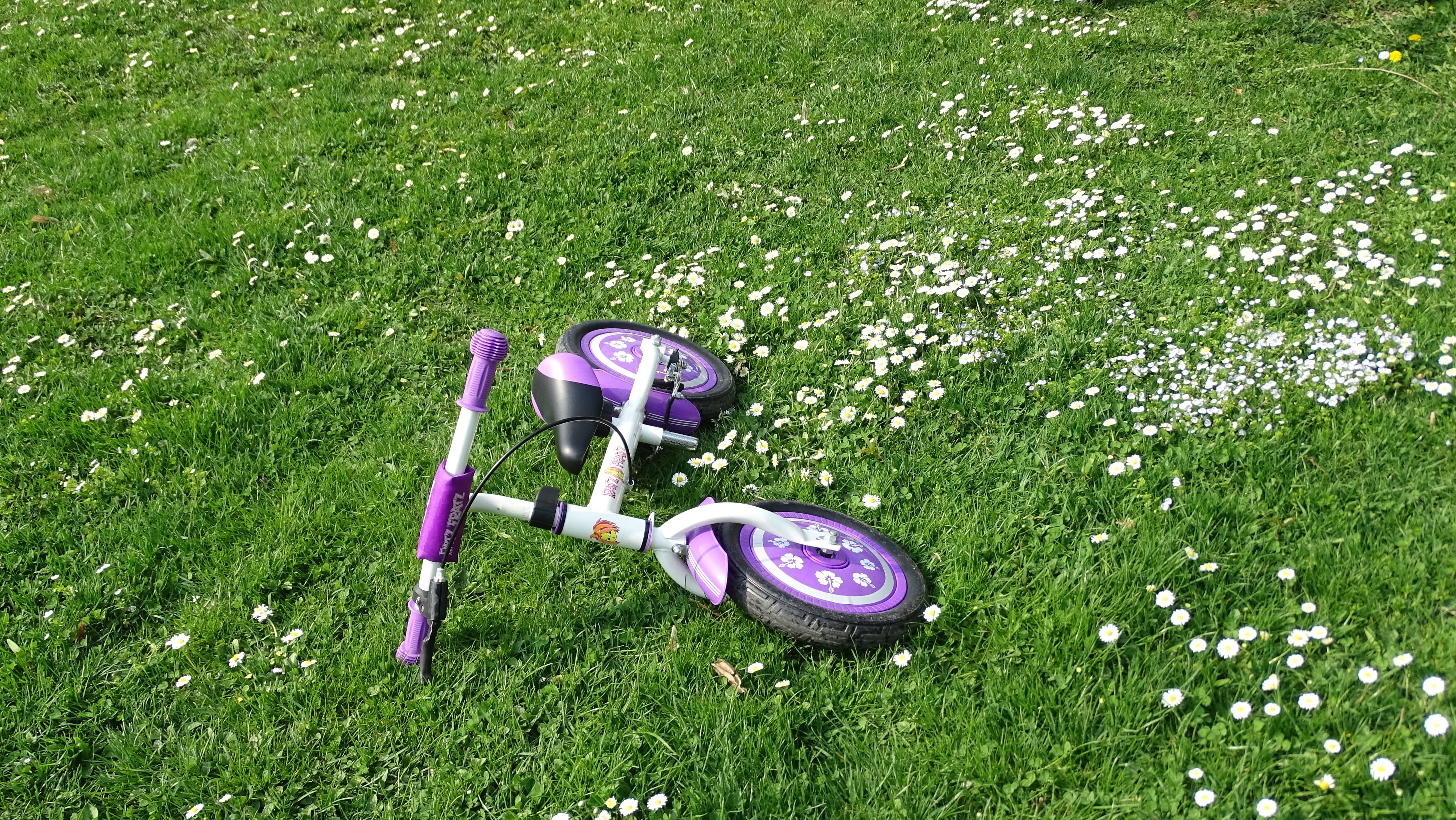 growth, bi, outdoors, leisure, ride, close-up, flower, wheel, flowering plant, land, full length, 5K, no people, cycle, active, outdoor, bike, summer, HD Wallpaper