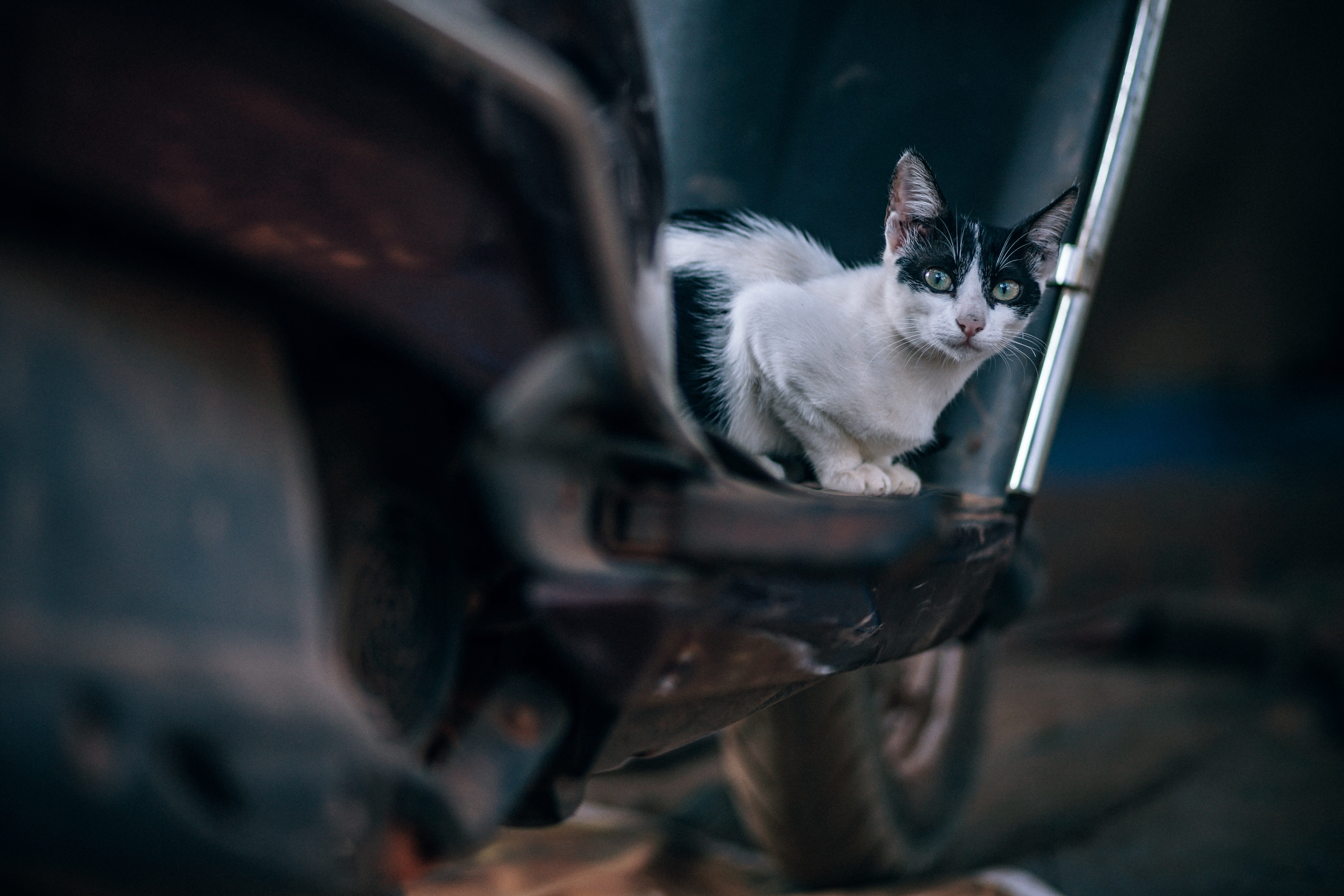 pets, cat, scooter, close-up, motor, domestic, young animal, kitten, motorcycle, portrait, eyes, feline, selective, looking, 5K, color, domestic cat, bi, HD Wallpaper