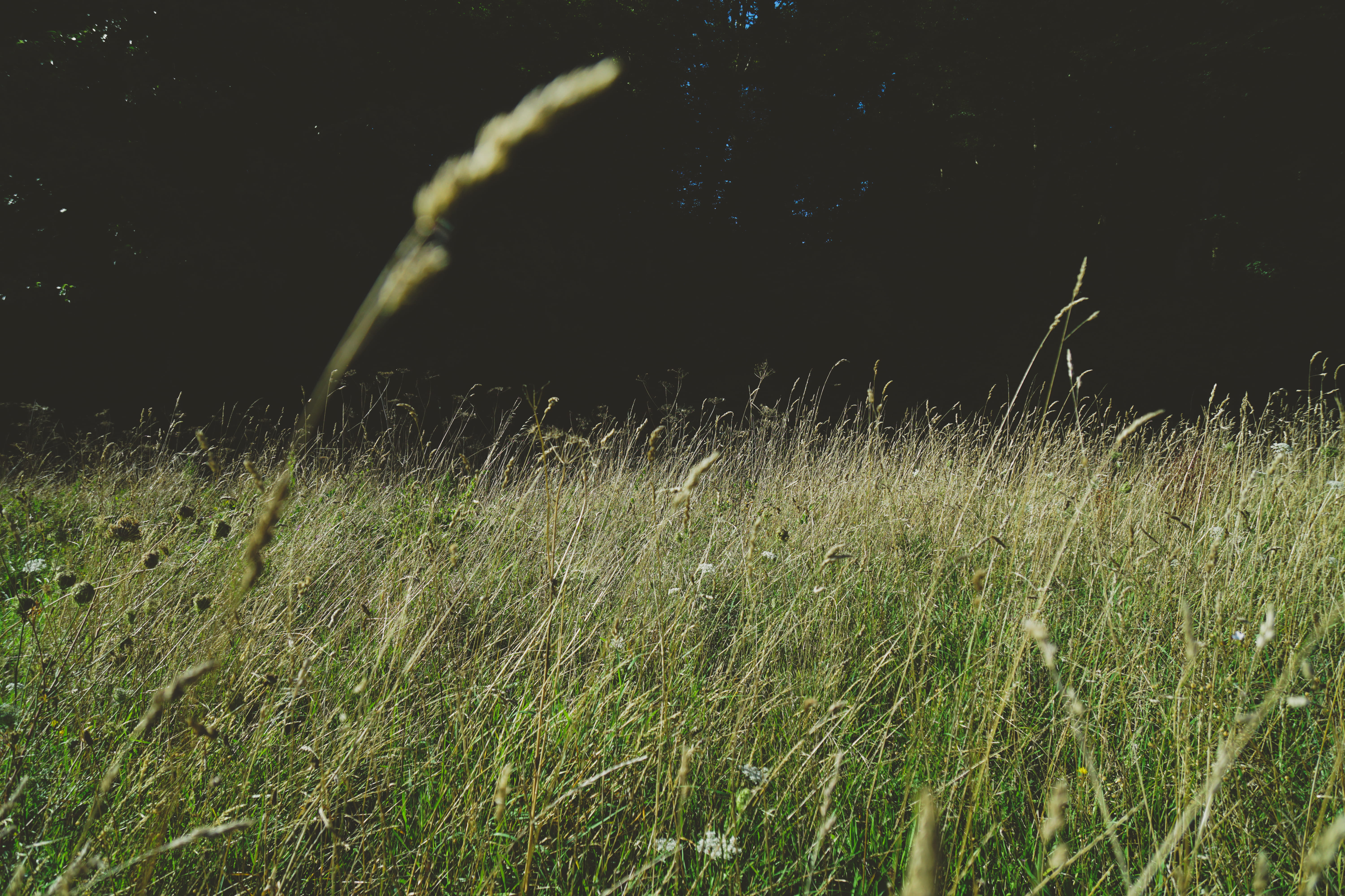 hand, grass, environment, sunlight, flower, shadow, land, outdoors, day, close-up, tranquility, shift, blade of grass, fallow, bi, field, landscape, blur, HD Wallpaper