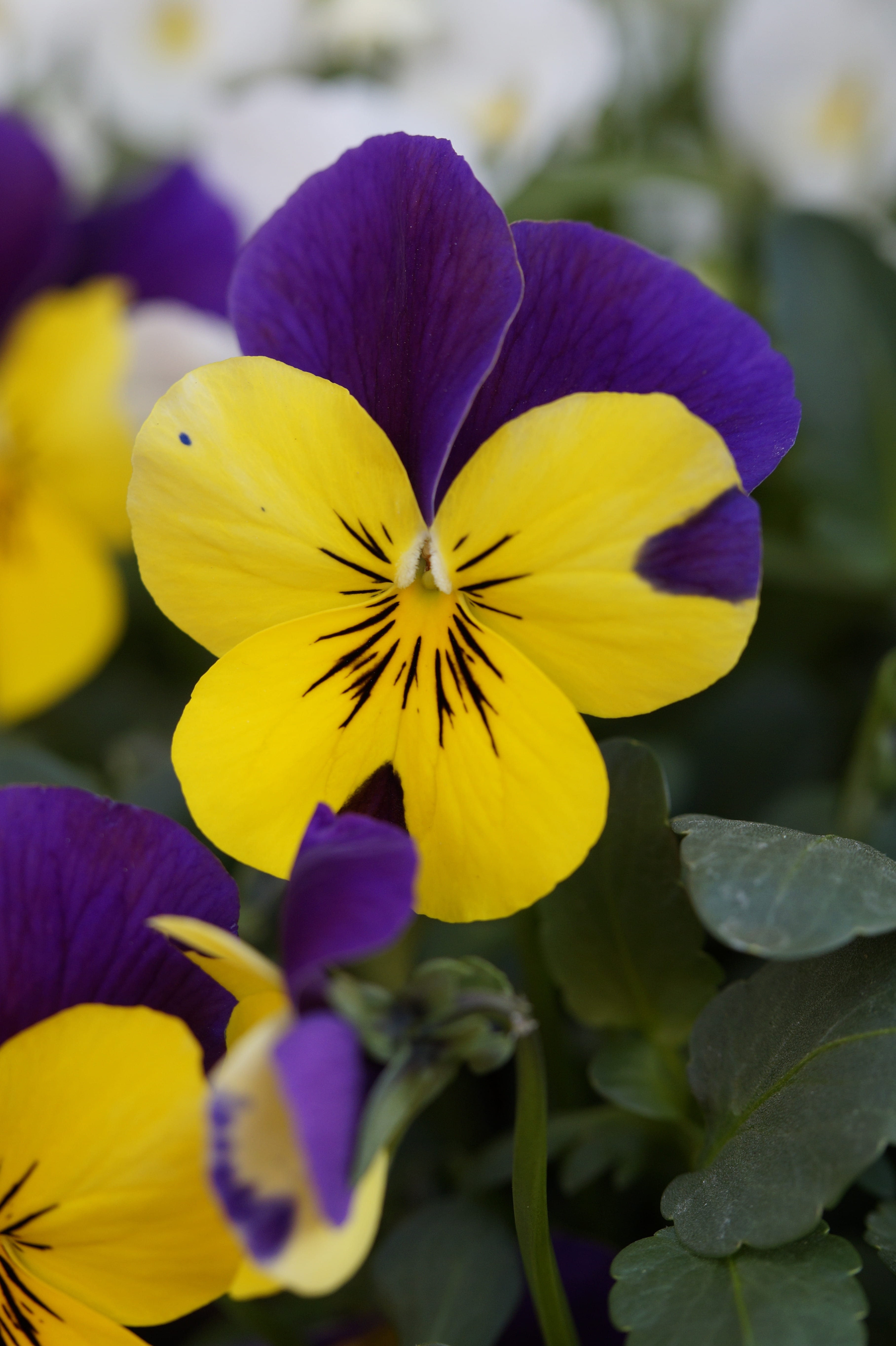 pansy, nature, bi color, yellow, purple, inflorescence, flower, vulnerability, spring, plant, plant part, bloom, 5K, beauty in nature, petal, fragility, Phone HD Wallpaper