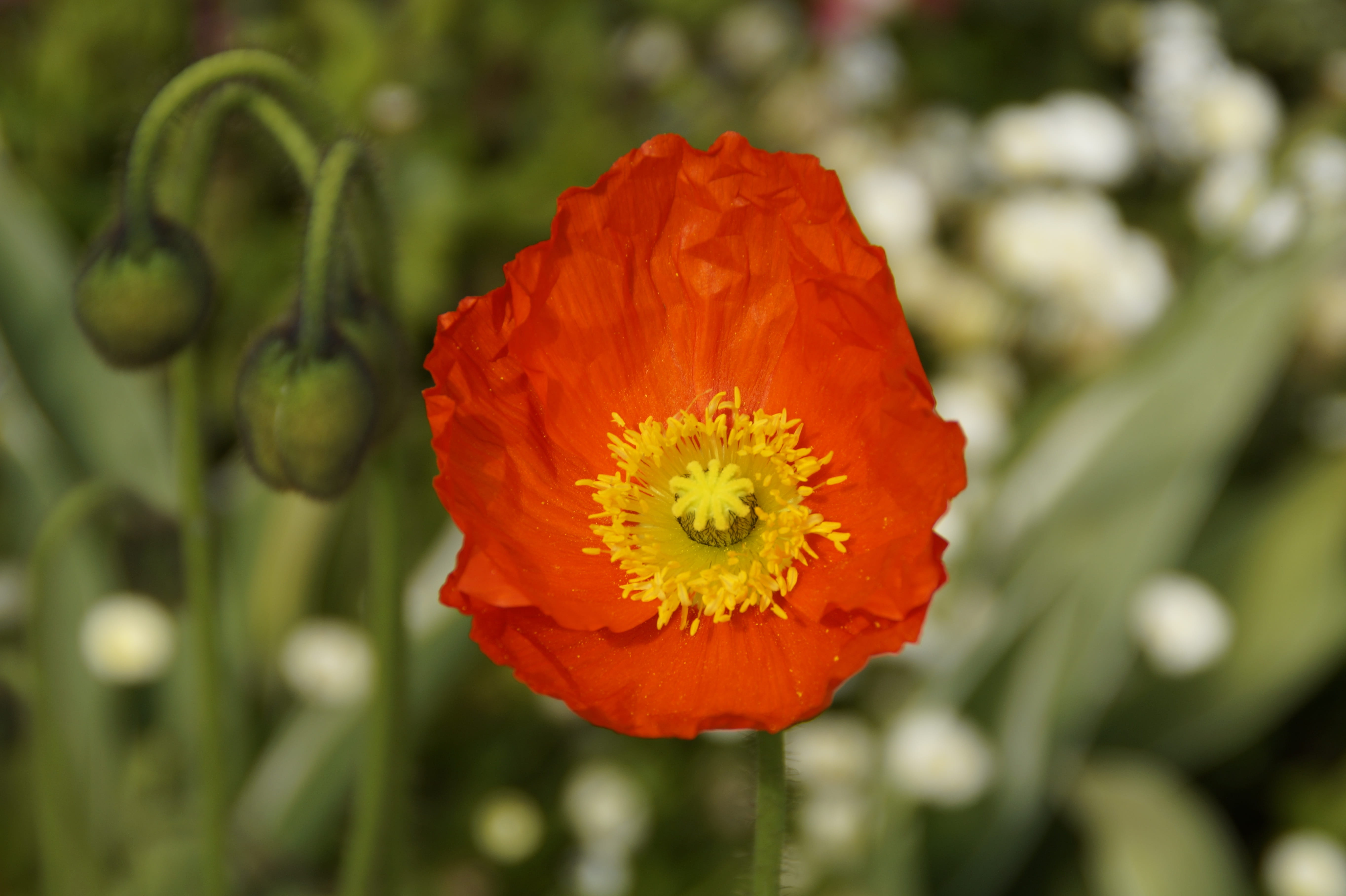 bi color, plant, tender, pollen, flowering plant, red, flower head, no people, vulnerability, close-up, 5K, flower, beauty in nature, freshness, klatschmohn, HD Wallpaper