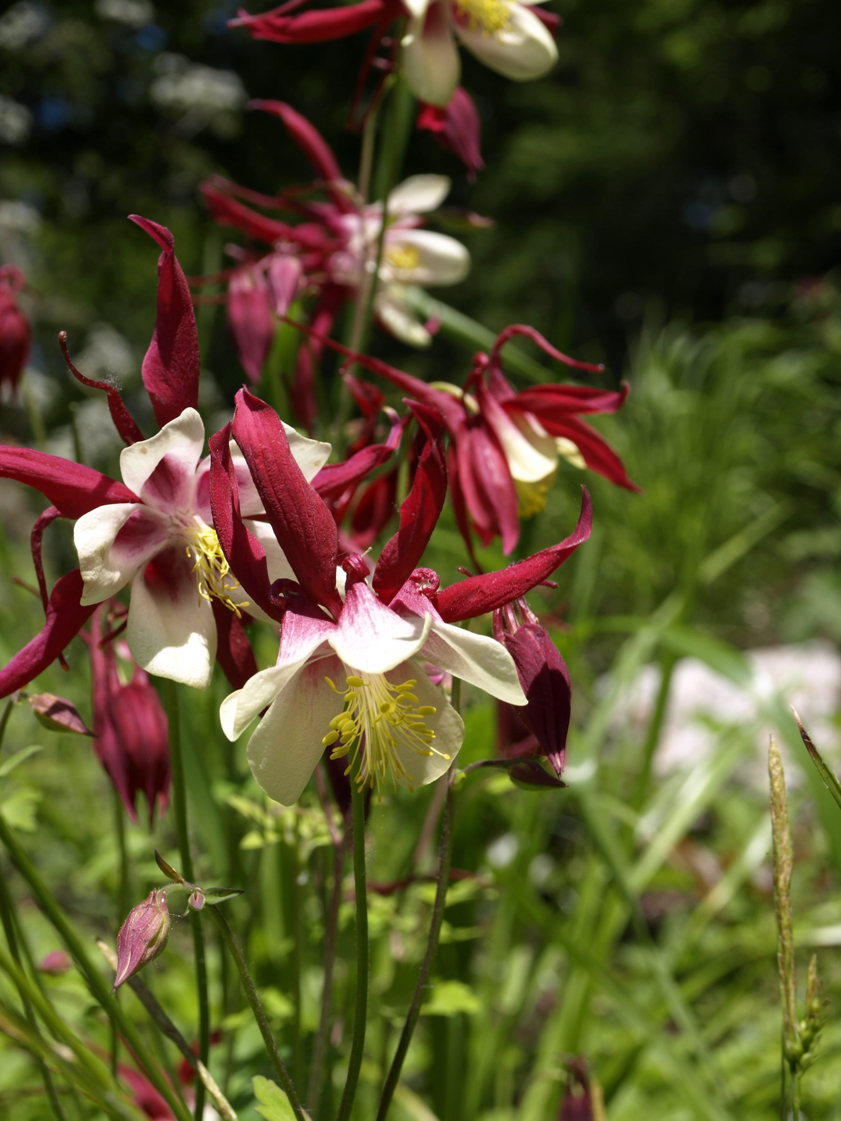 bizarre, flower, close-up, garden plant, purple, petal, inflorescence, Blossom, flowering plant, springtime, hahnenfußgewächs, Plant, bi color, Columbine, Phone HD Wallpaper
