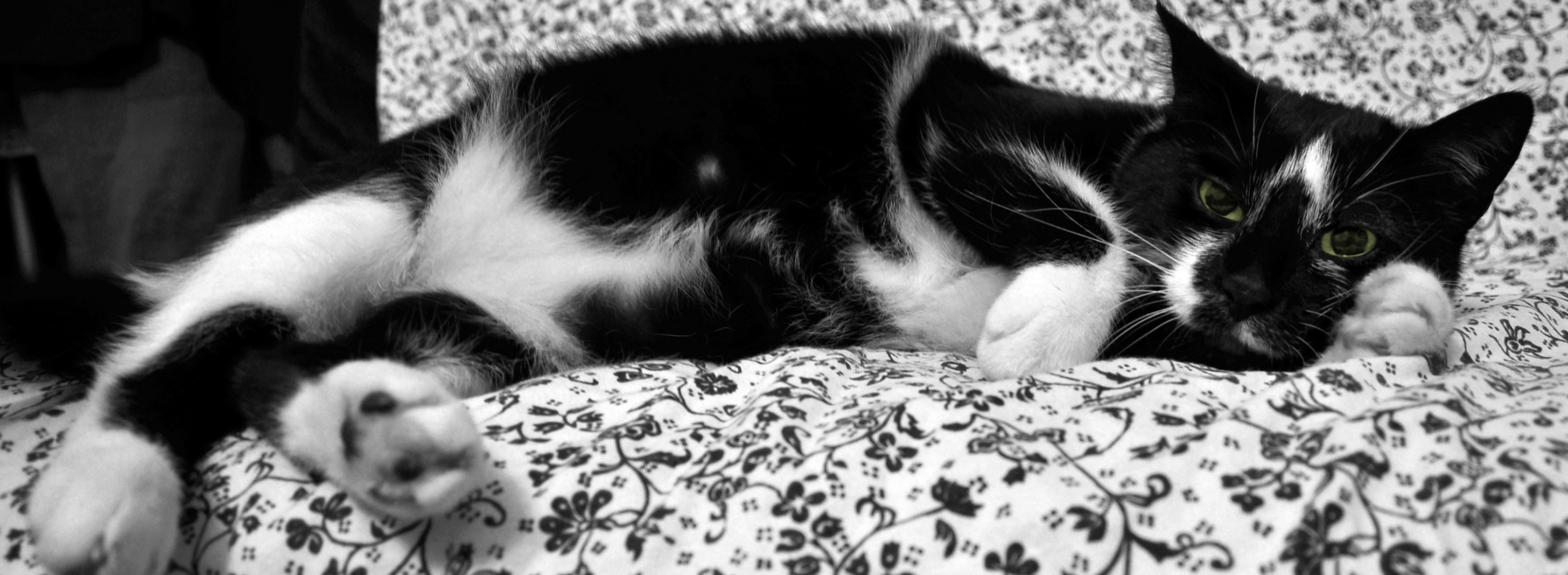 animal head, one animal, domestic animals, furniture, 2K, lying down, cat, animal themes, mammal, domestic cat, animal, feline, close-up, bi, no people, HD Wallpaper