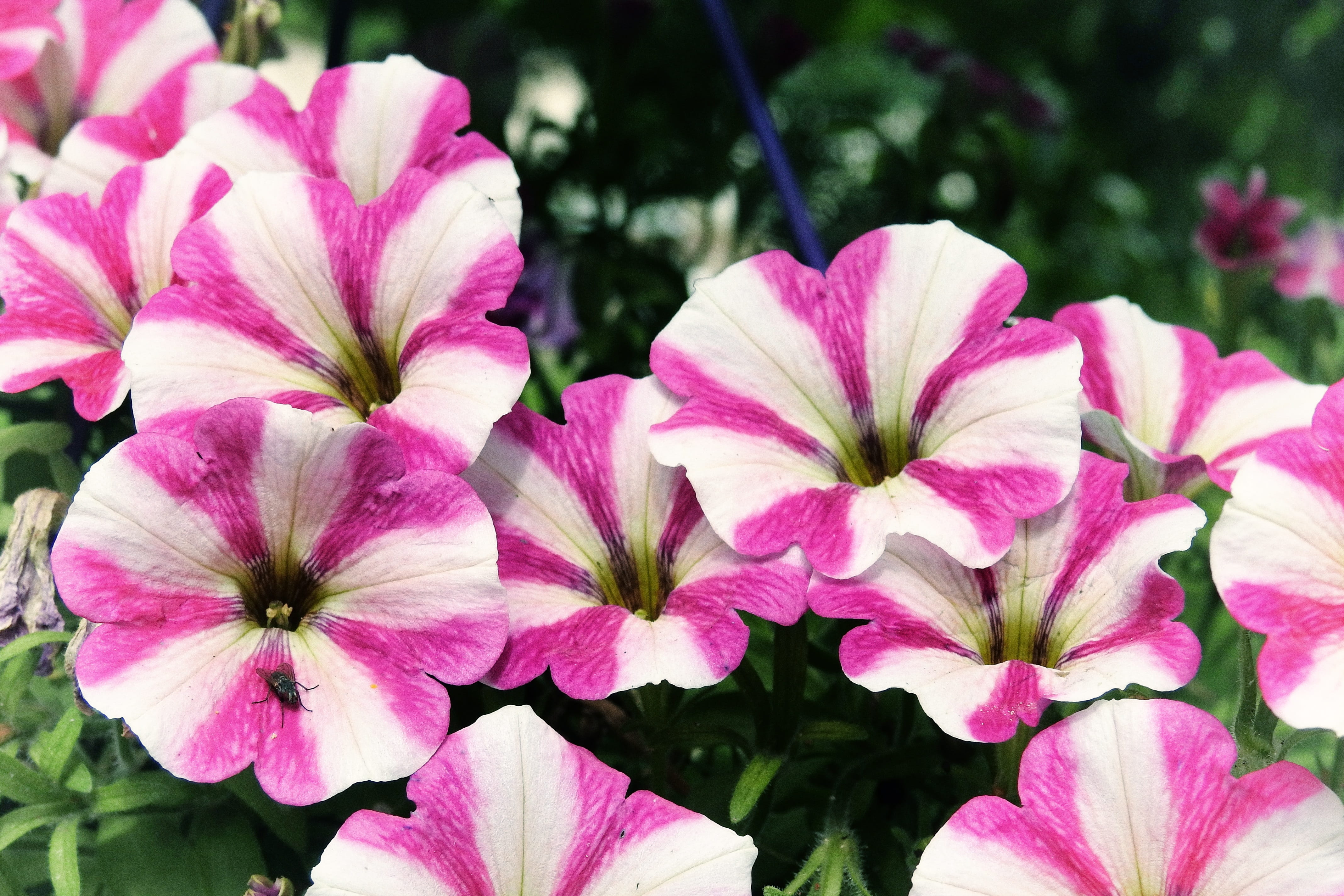 flowering plant, summer flowers, garden petunia, outdoors, flower head, focus on foreground, plant, fragility, nature, freshness, pink color, bi color, HD Wallpaper