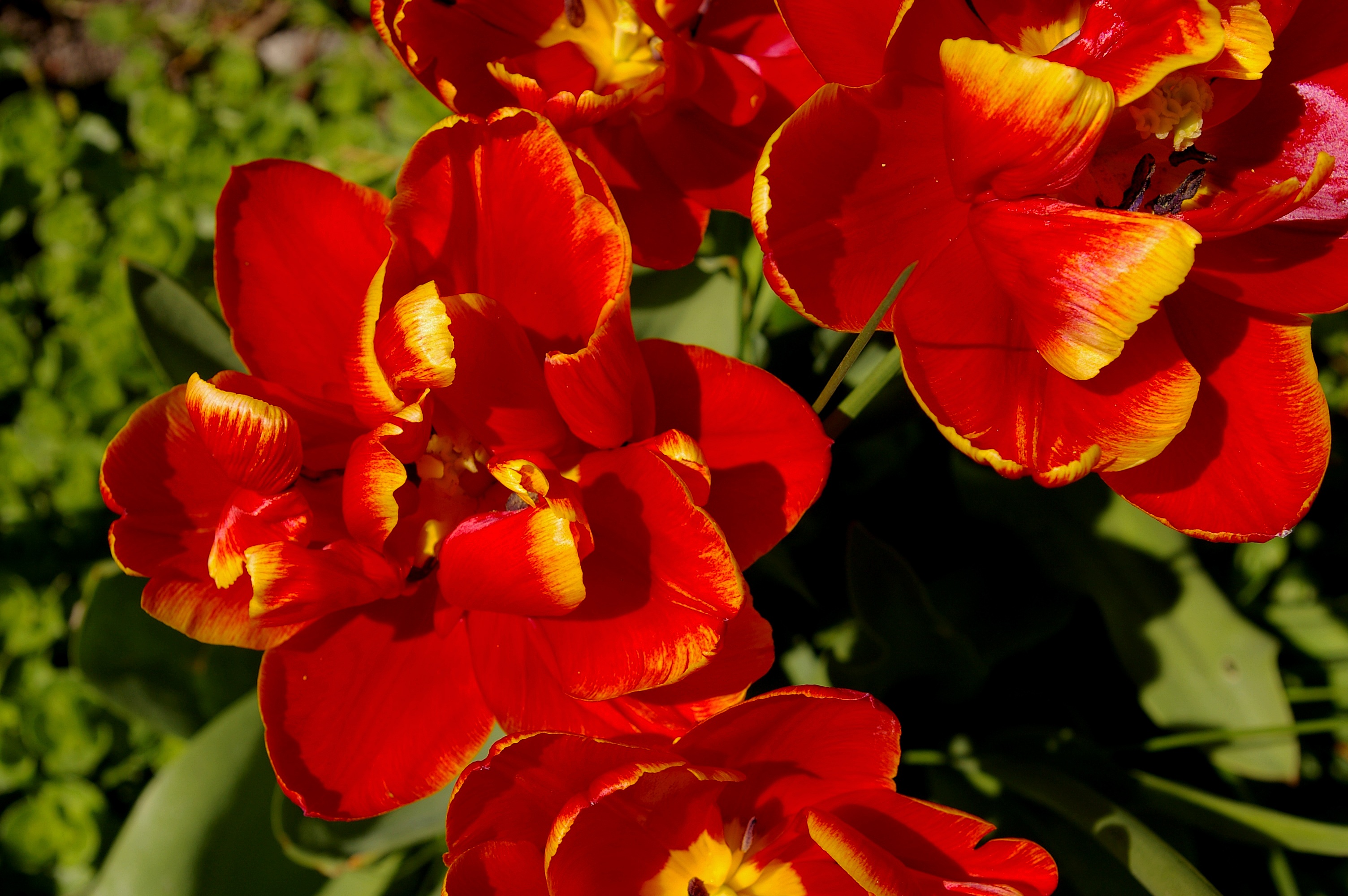 roses tulips, pretty, flower bed, growth, no people, open, bi color, 2K, flowering plant, colorful, beautiful, red, garden, plant, orange color, exotic, HD Wallpaper