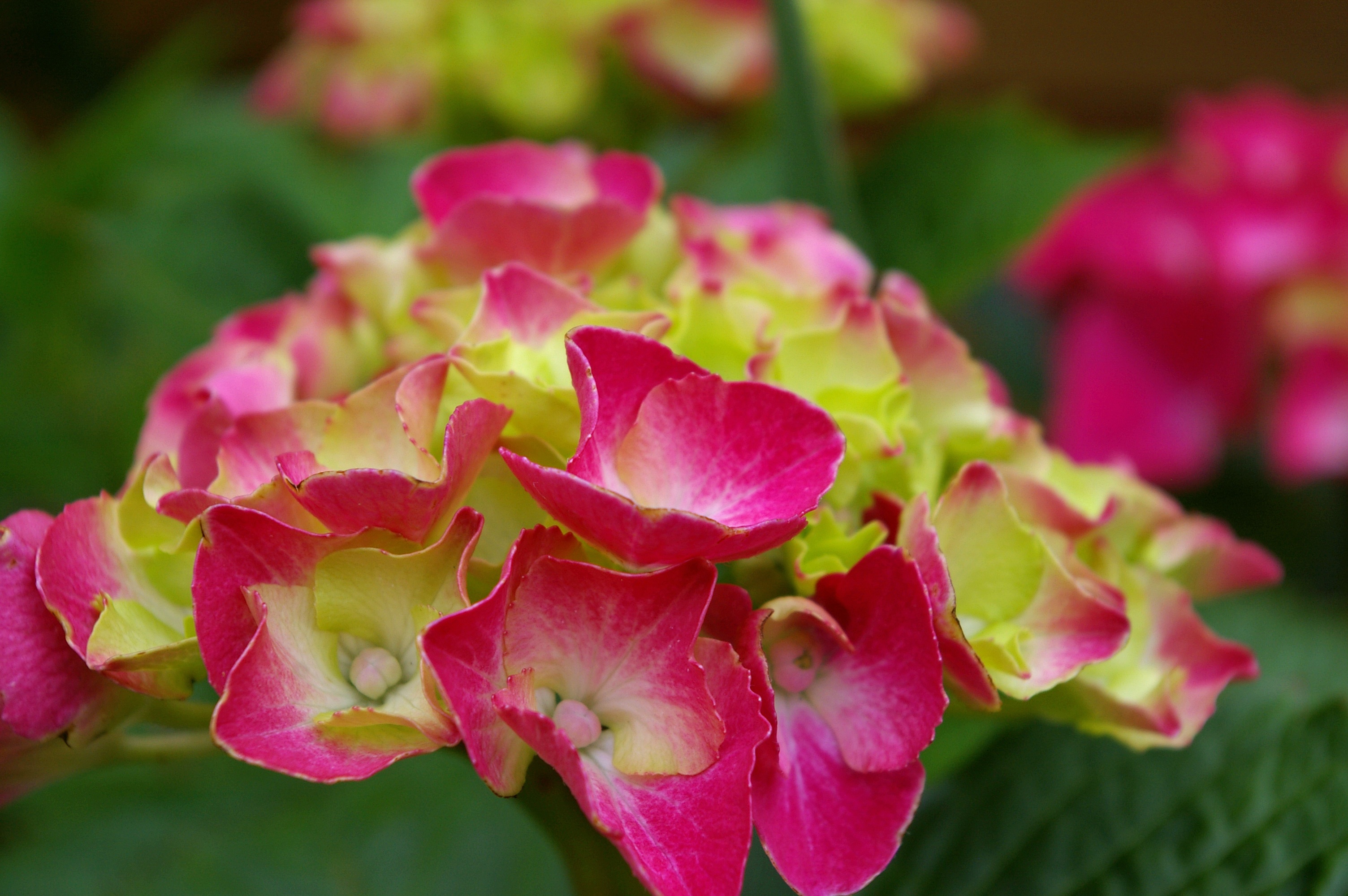 bedding plant, plant, petal, growth, rose, beauty, 2K, vulnerability, pink color, nature, fragility, color, flower, garden, flowers was, plant part, late summer, HD Wallpaper