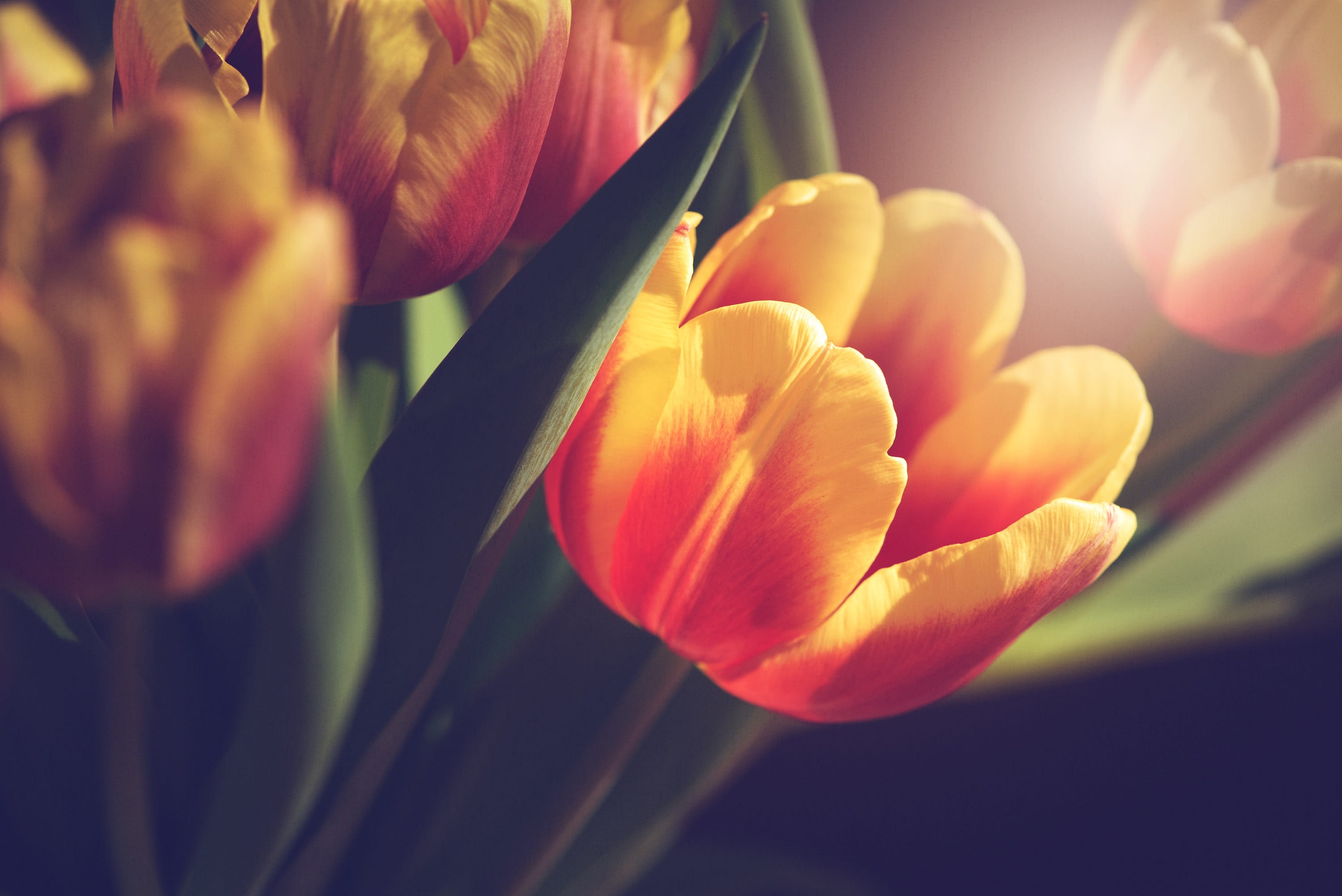 orange color, bi color, no people, fragility, bloom, plant, tulip, flowering plant, blossom, bouquet, flower head, inflorescence, focus on foreground, flower, HD Wallpaper