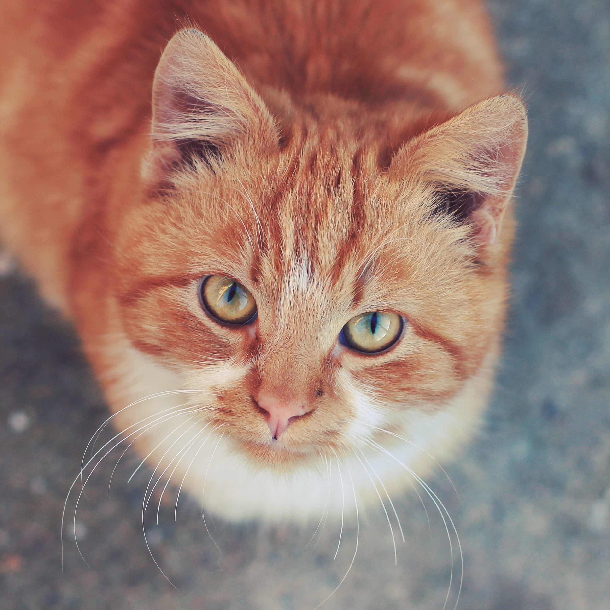 looking at camera, one animal, animal body part, focus on foreground, tabby, brown, domestic, looking up, close-up, portrait, vertebrate, no people, domestic animals, Phone HD Wallpaper