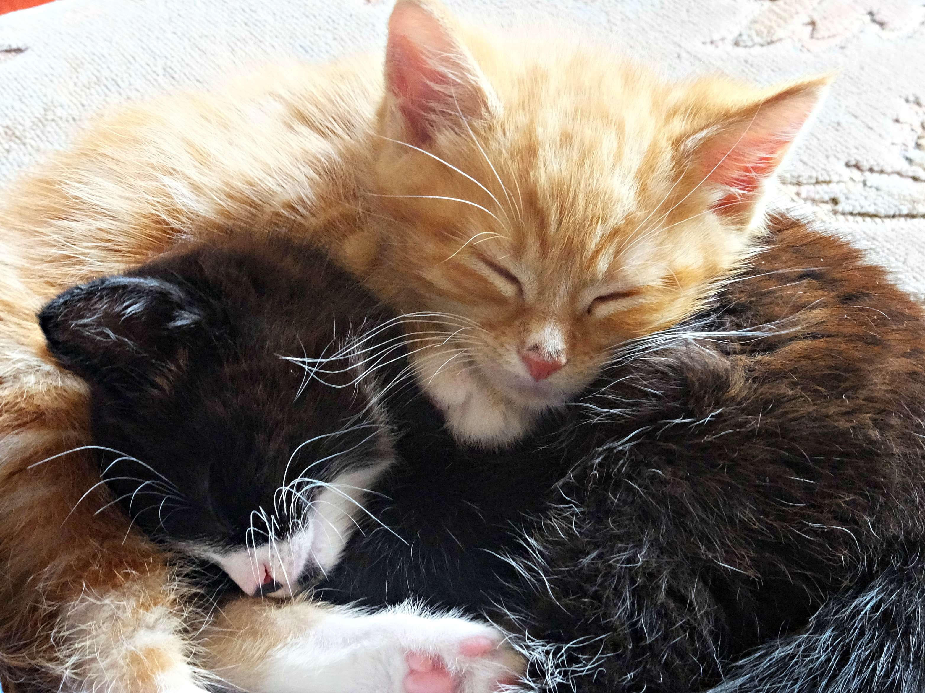 kittens, feline, relaxation, young animal, kitten, babies, animal, one animal, domestic animals, resting, sleeping, black and white, close-up, cats, pets, HD Wallpaper