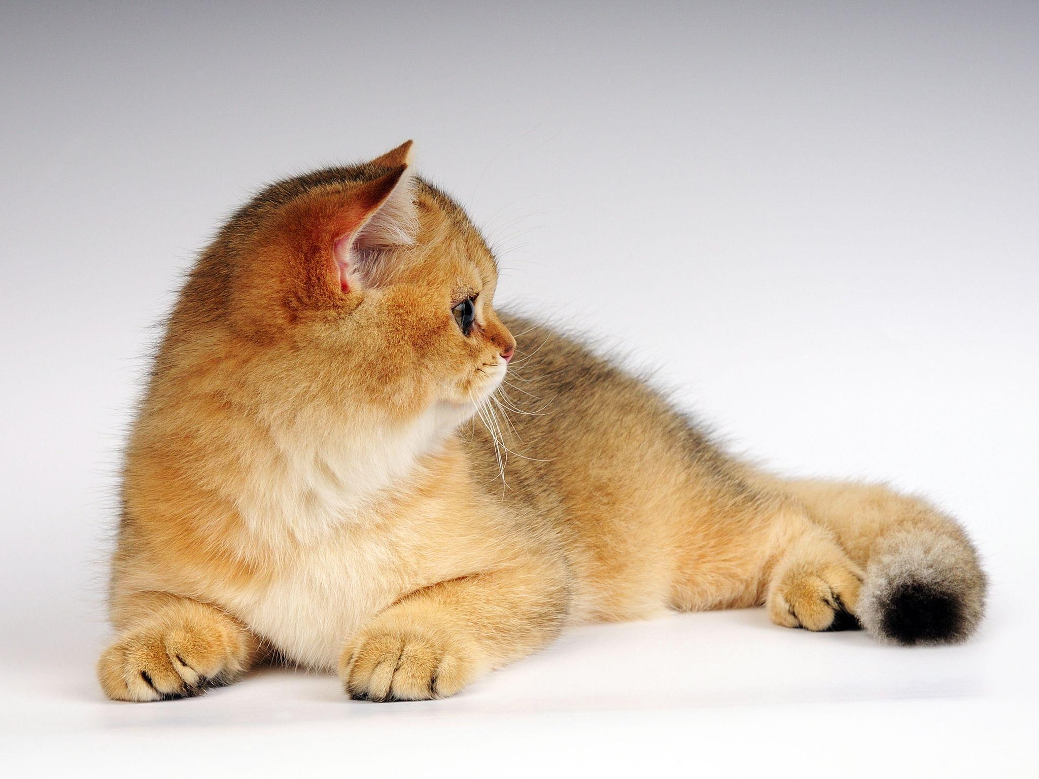 color, cats, ginger color, cat, tabby, 1080P, kitten, orange, cute, ginger, animals, HD Wallpaper
