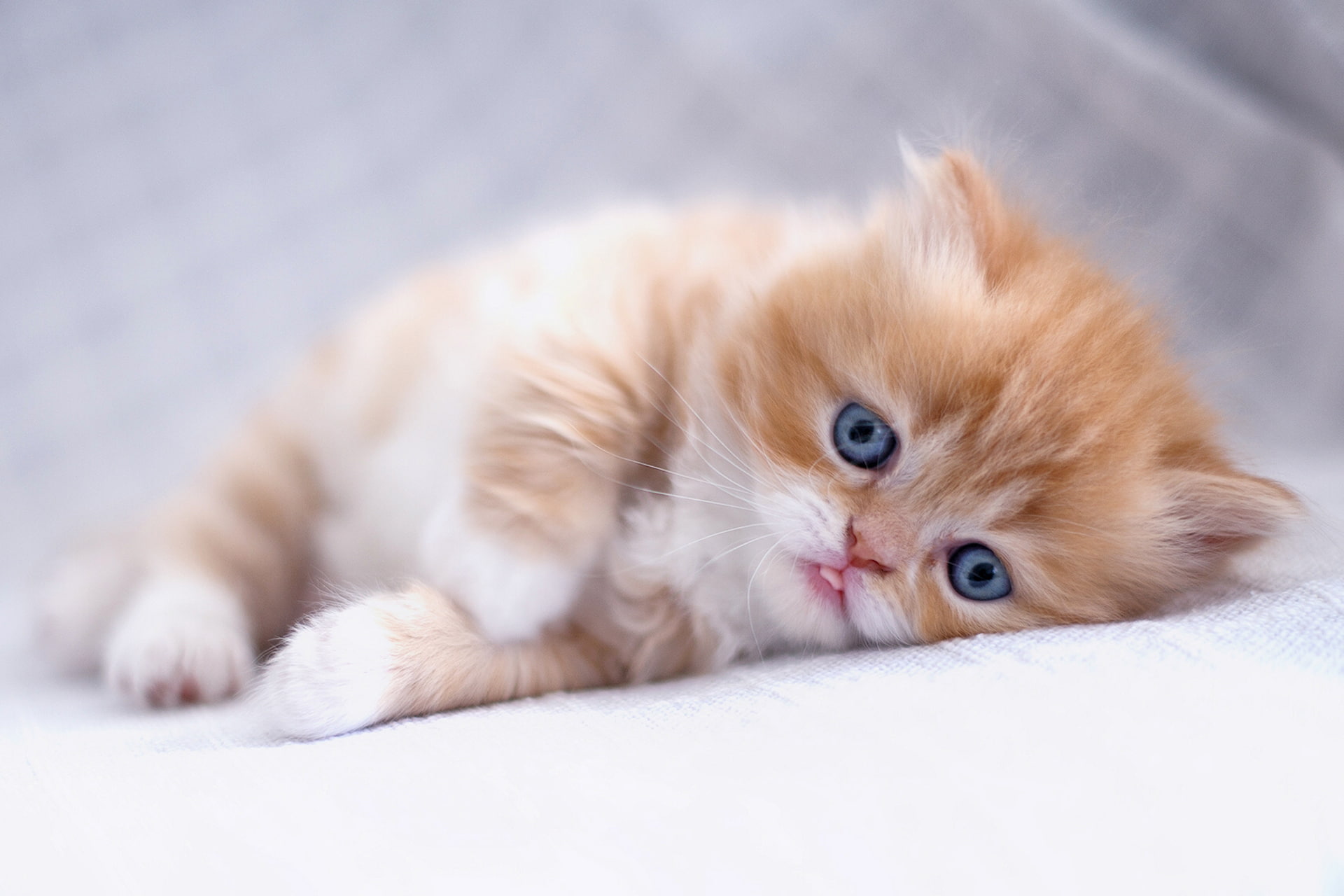 kitty, red, look, 1080P, baby, ginger kitten, Persian cat, HD Wallpaper