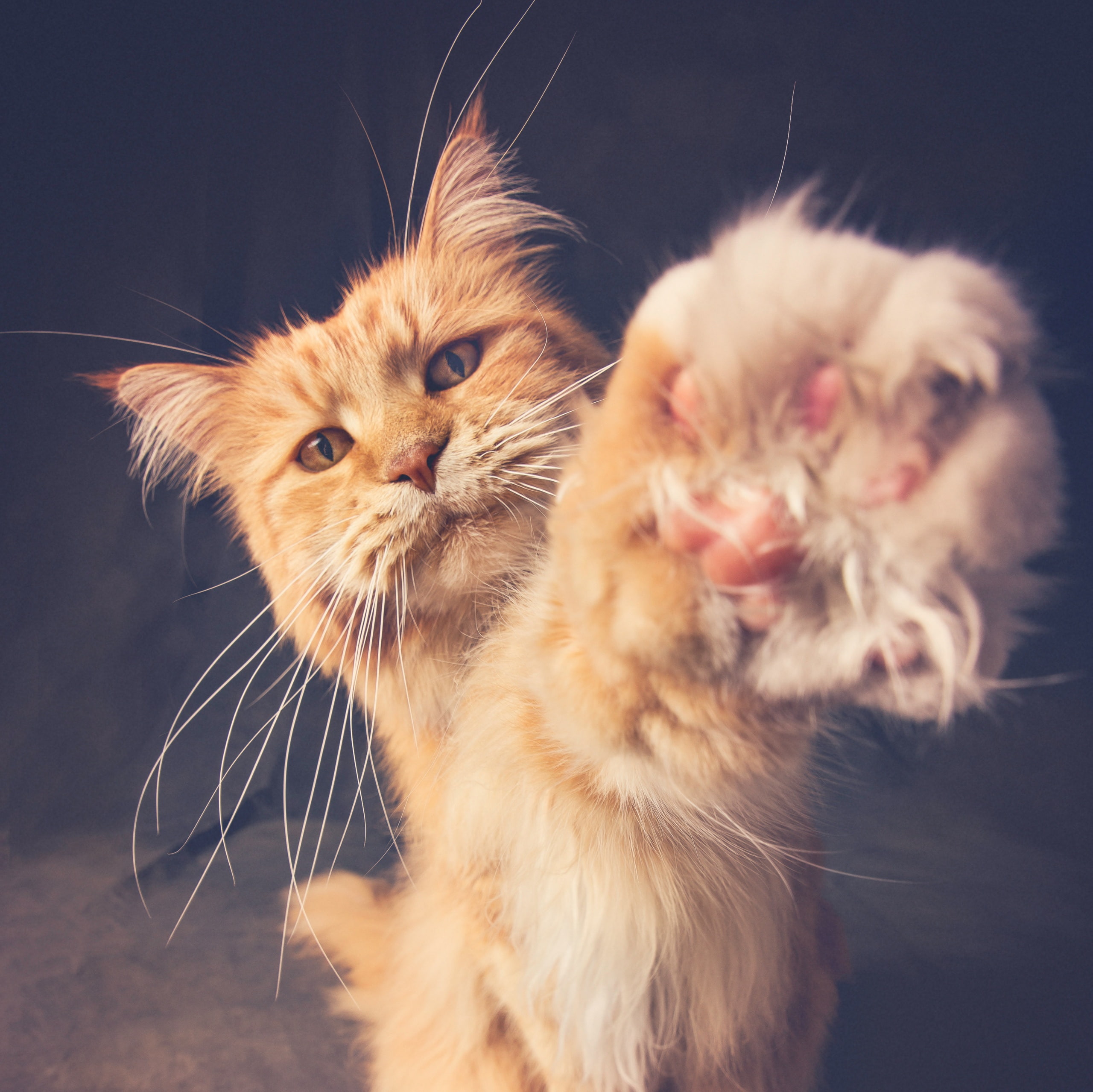 close-up, whisker, pets, animal head, mouth open, cat, animals, no people, ginger cat, young animal, animal, mammal, domestic, feline, animal themes, indoors, HD Wallpaper