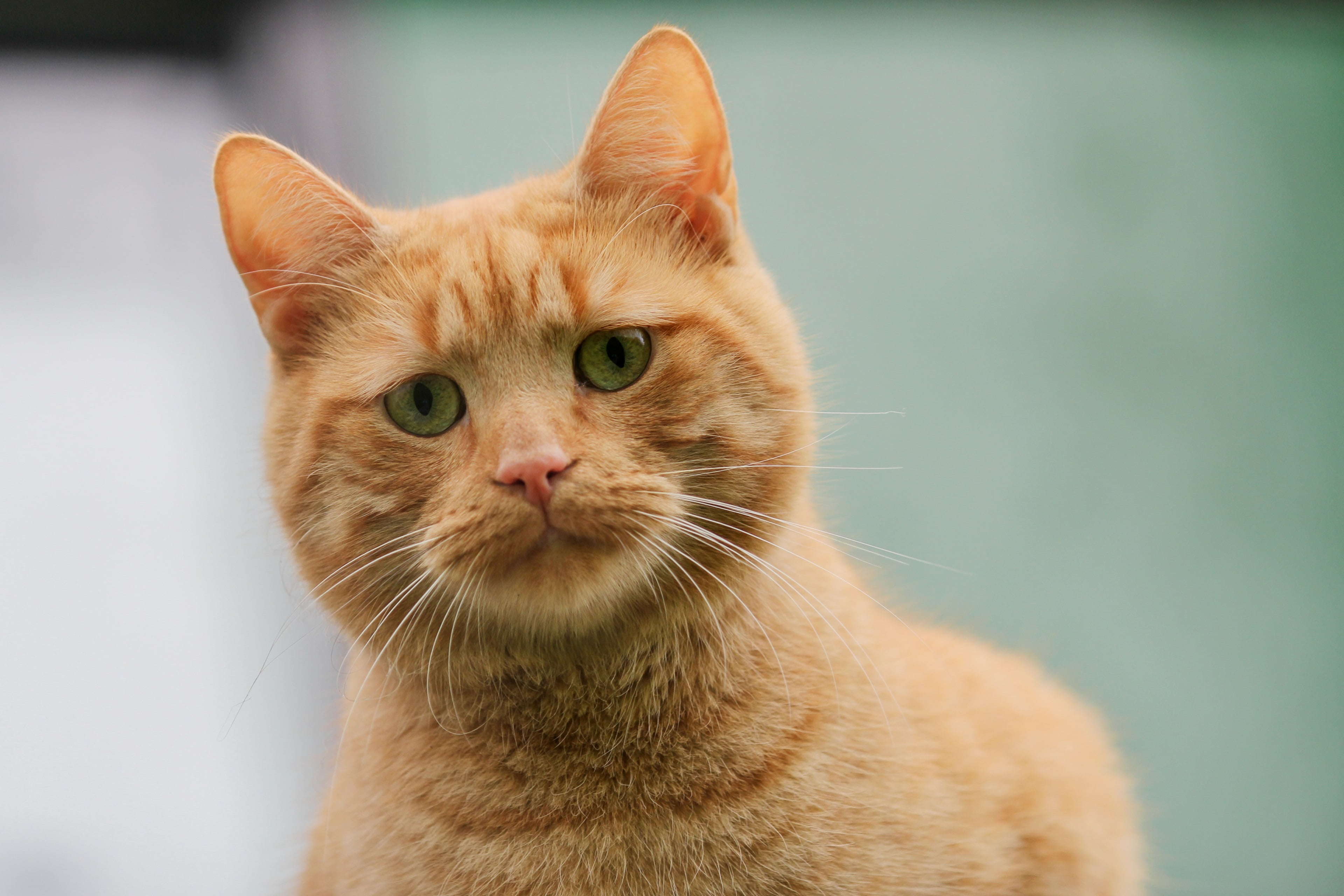 cat, portrait, feline, domestic cat, looking, animal themes, animal head, ginger cat, vertebrate, one animal, 4K, domestic animals, whisker, cat 4k of desktop background, HD Wallpaper