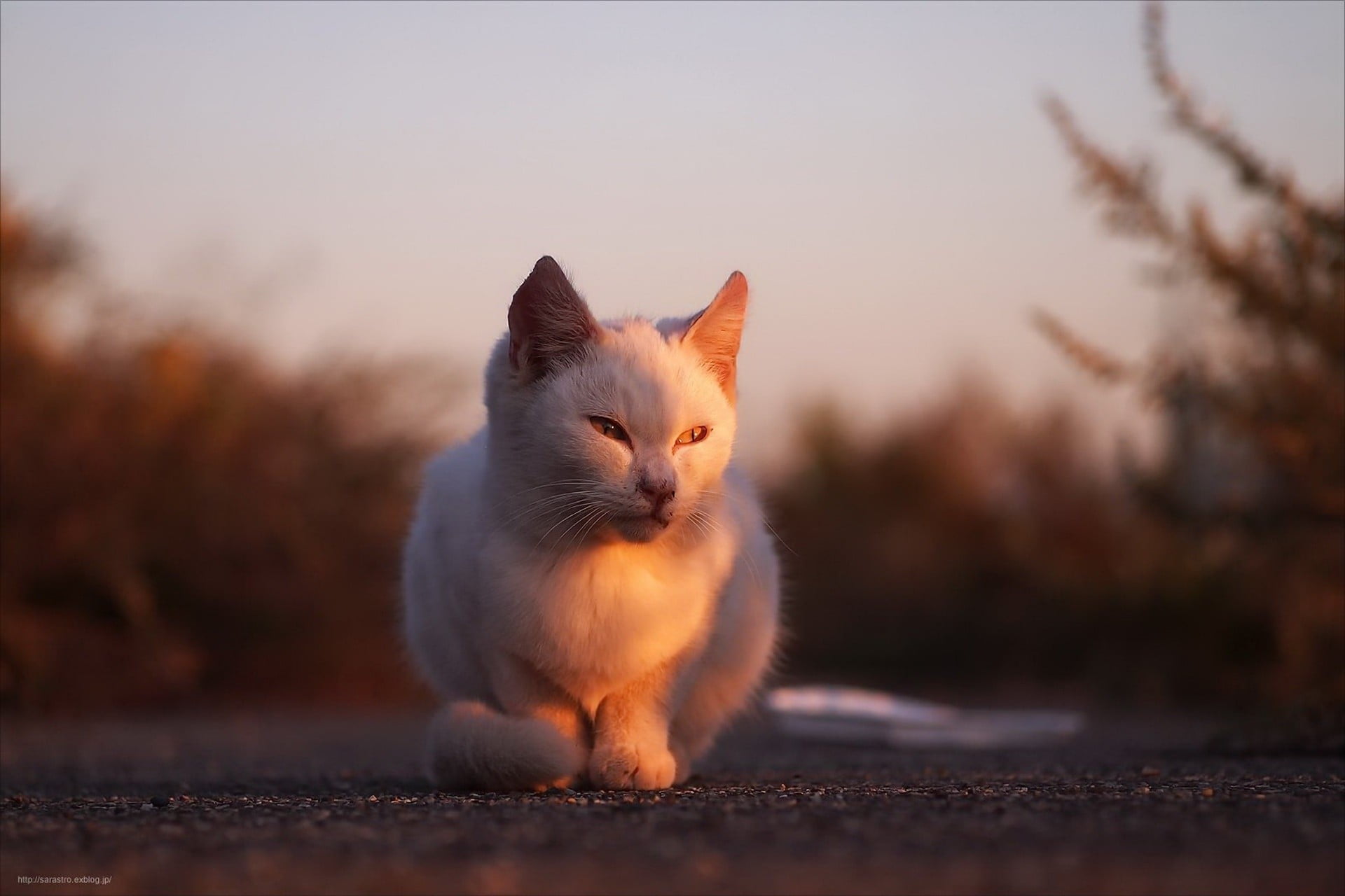 sitting, whisker, close-up, domestic animals, mammal, domestic cat, animal eye, white, cat, animals, vertebrate, one animal, 1080P, focus on foreground, HD Wallpaper