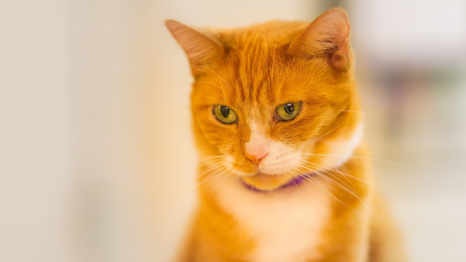 domestic cat, animal themes, mammal, looking, no people, animal, indoors, animals, close-up, cat, selective focus, domestic, vertebrate, orange color, animal head, HD Wallpaper